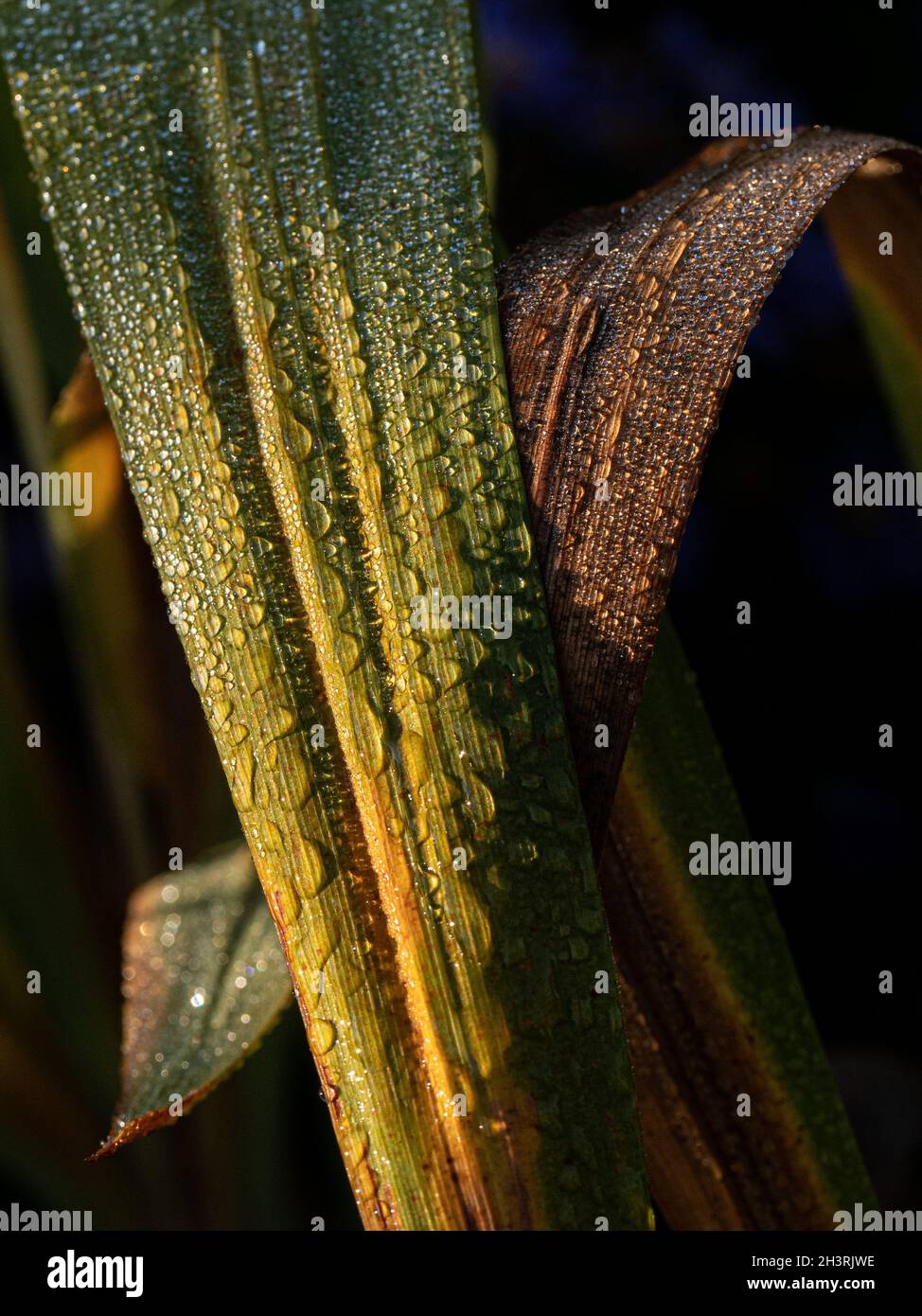 Eine Nahaufnahme von Tautropfen auf einem Crocosmia-Blatt, das durch das niedrige Herbstmorgendliche Sonnenlicht beleuchtet wird Stockfoto