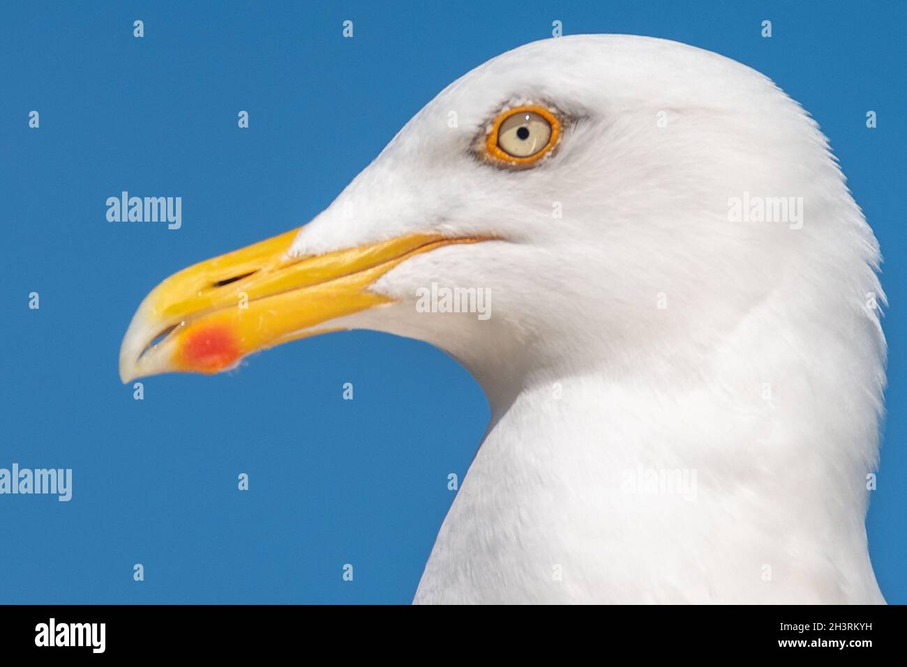 Silbermöwe Stockfoto