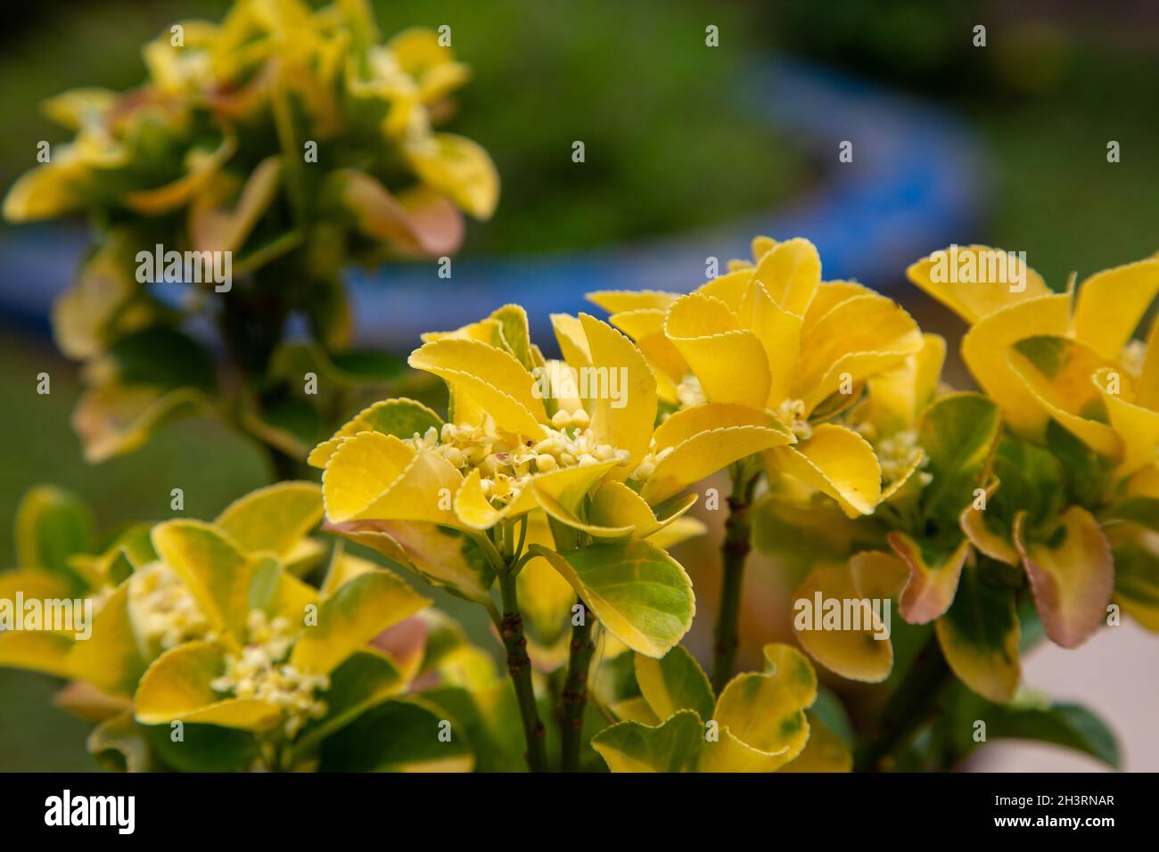 Euonymus Japonica kann als Heckenpflanze oder in Töpfen angebaut werden. Eine toll aussehende Pflanze. Selektiver Fokus. Stockfoto