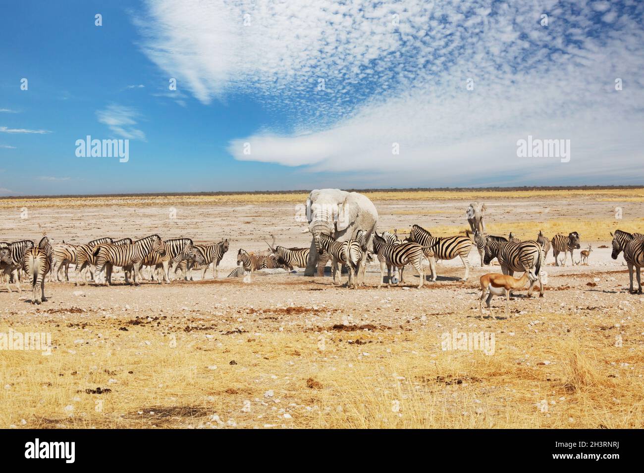 Safari in Afrika Stockfoto
