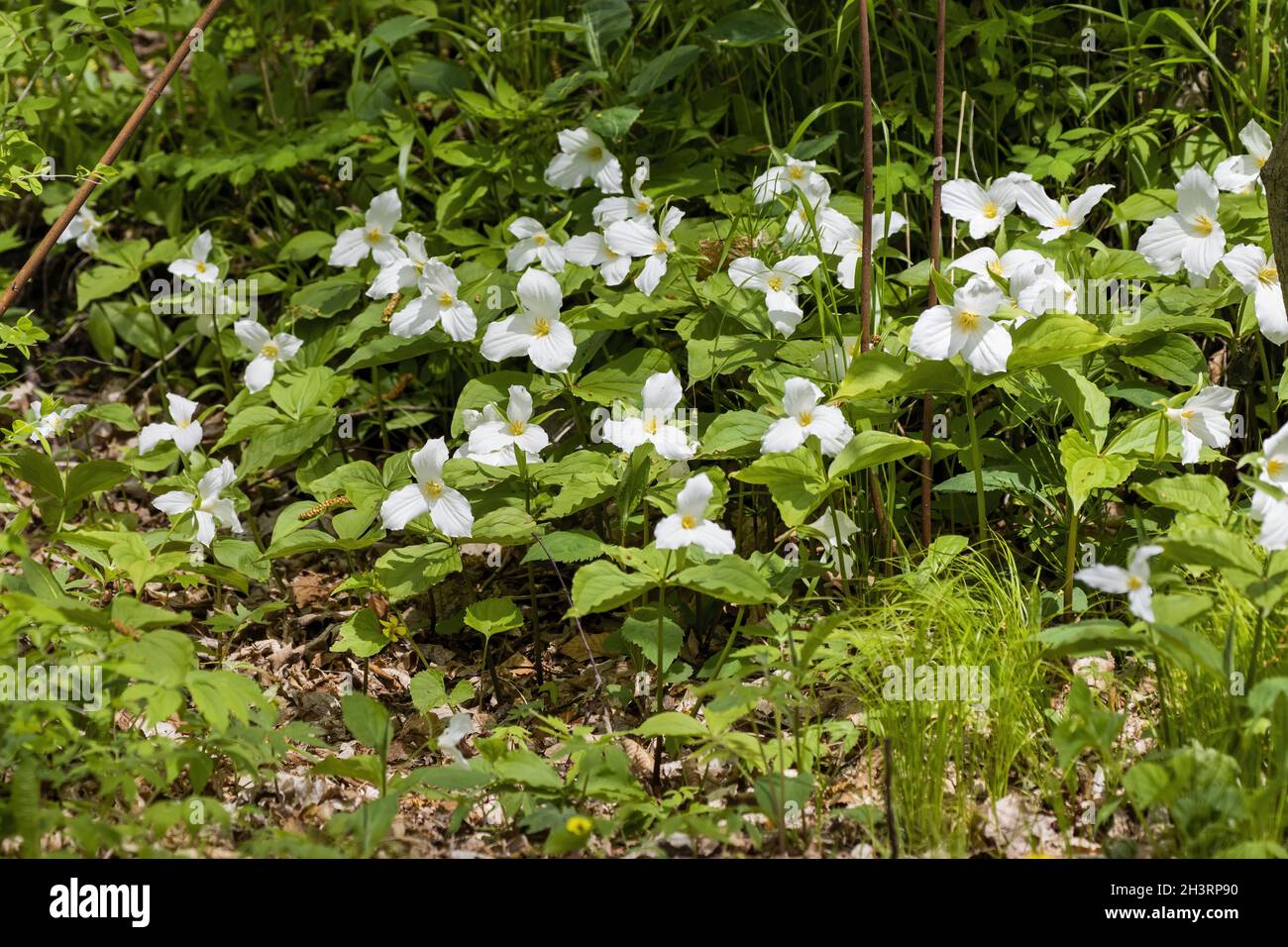 Der weiße trillium (Trillium grandiflorum) Die Pflanze stammt aus dem östlichen Nordamerika Stockfoto