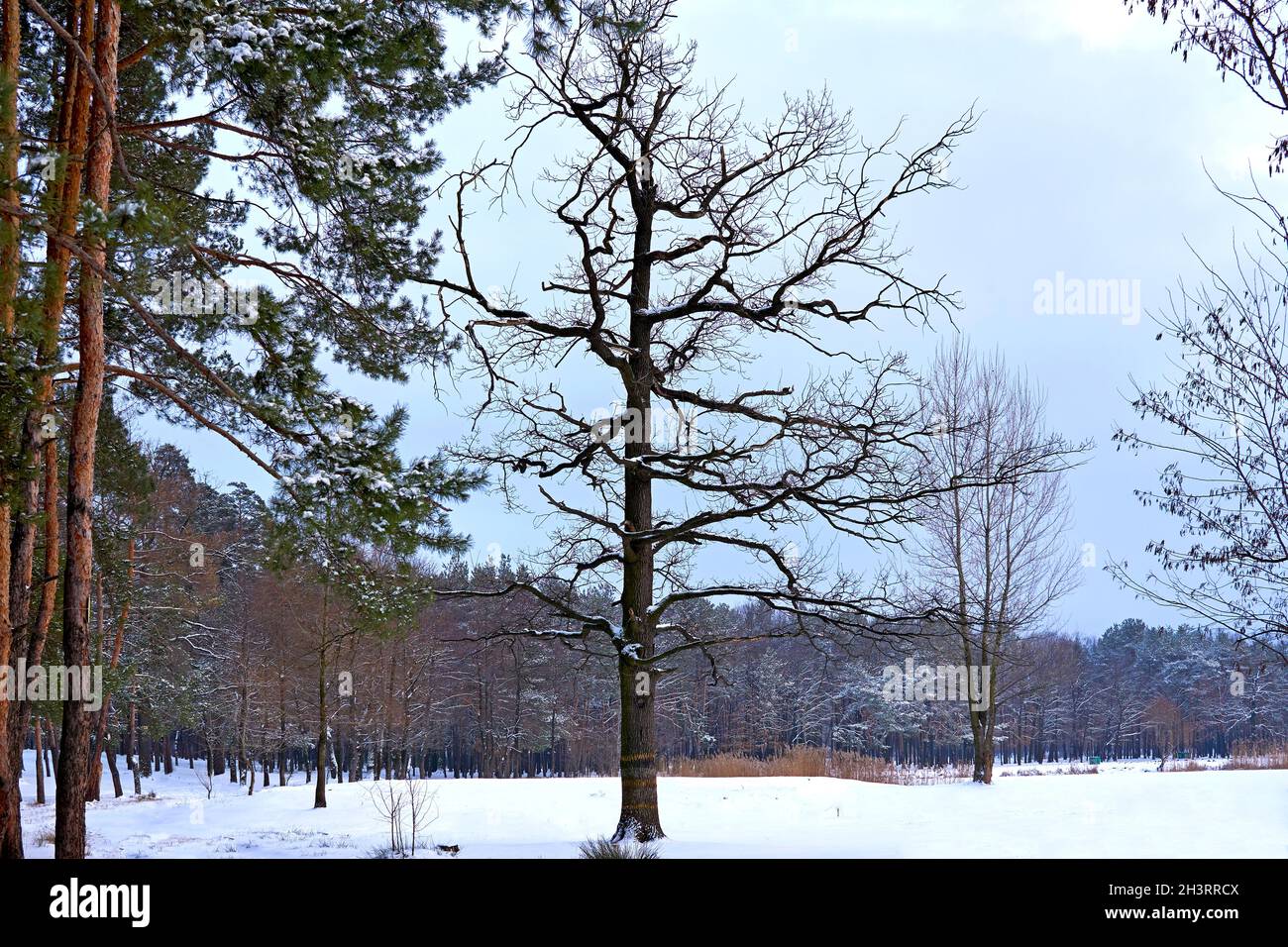 Baum, Rasen und Winterwald an einem frostigen Tag Stockfoto