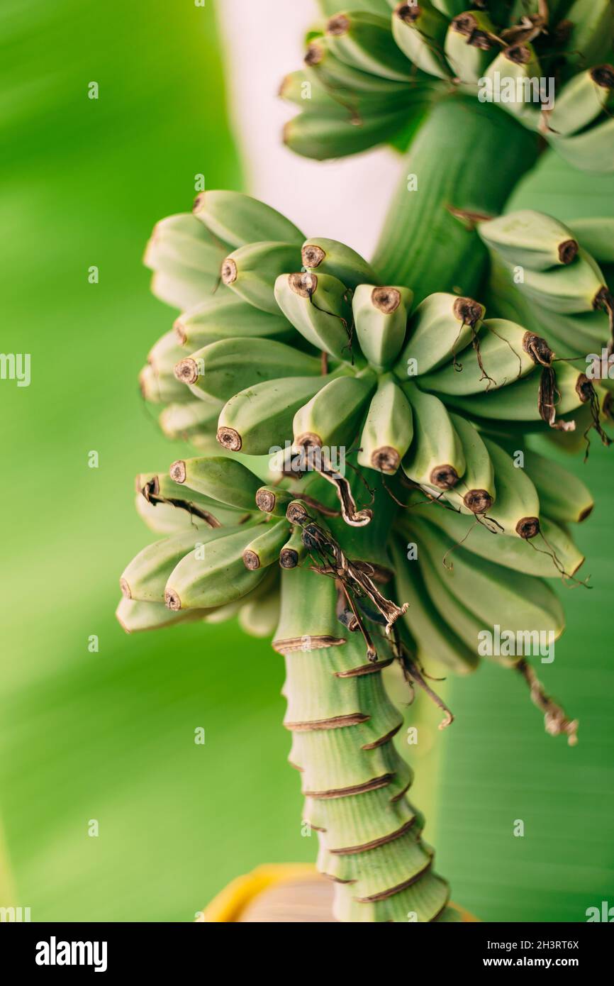 Bananenpalme blüht. Eine große gelbe Blume. Kleine grüne Bananen auf Palme. Unreife Bananen. Stockfoto