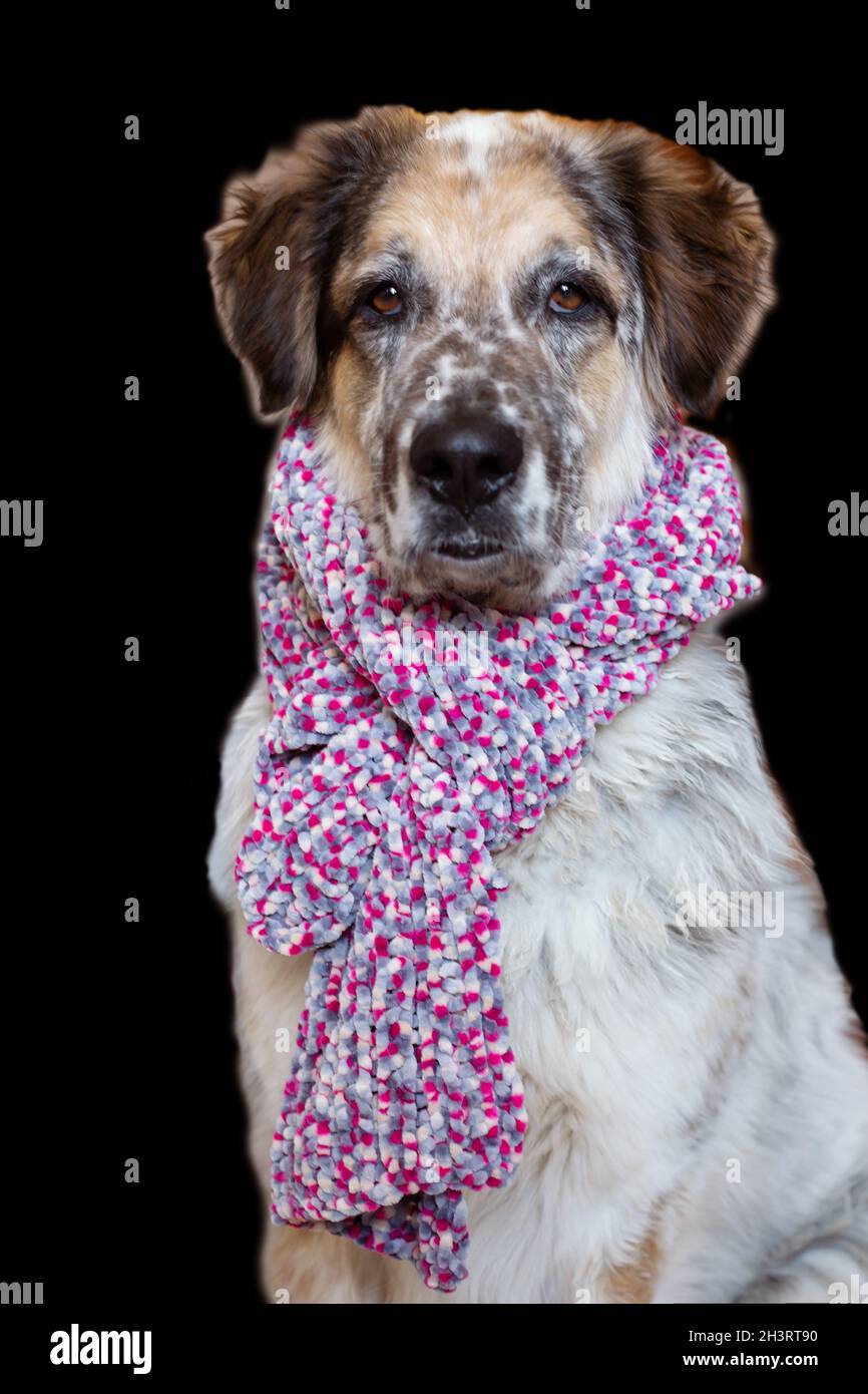 Großer Hund trägt Schal Porträt auf schwarzem Hintergrund Stockfoto