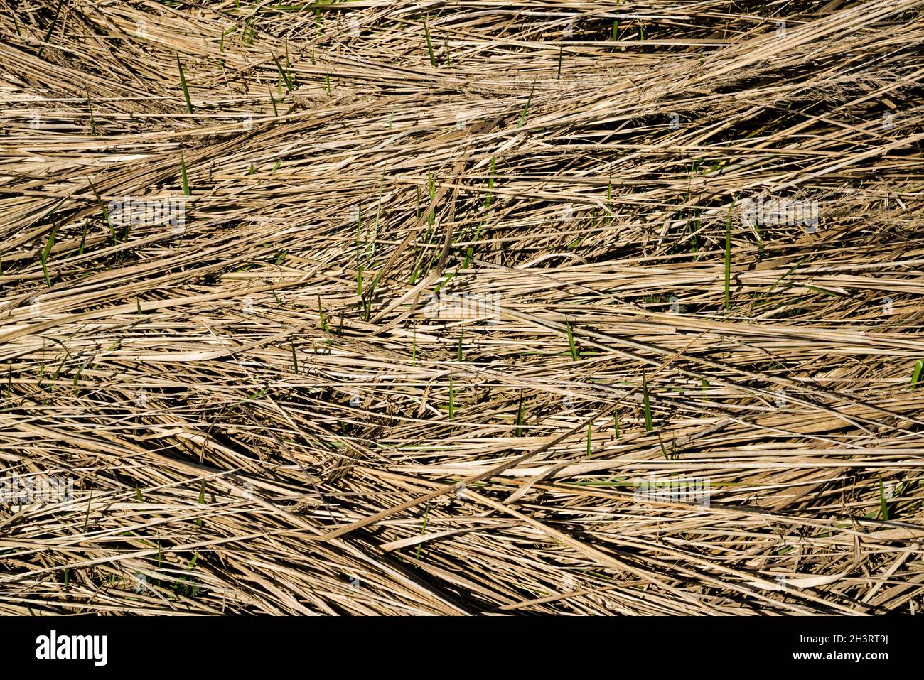 Stroh Muster Stockfoto