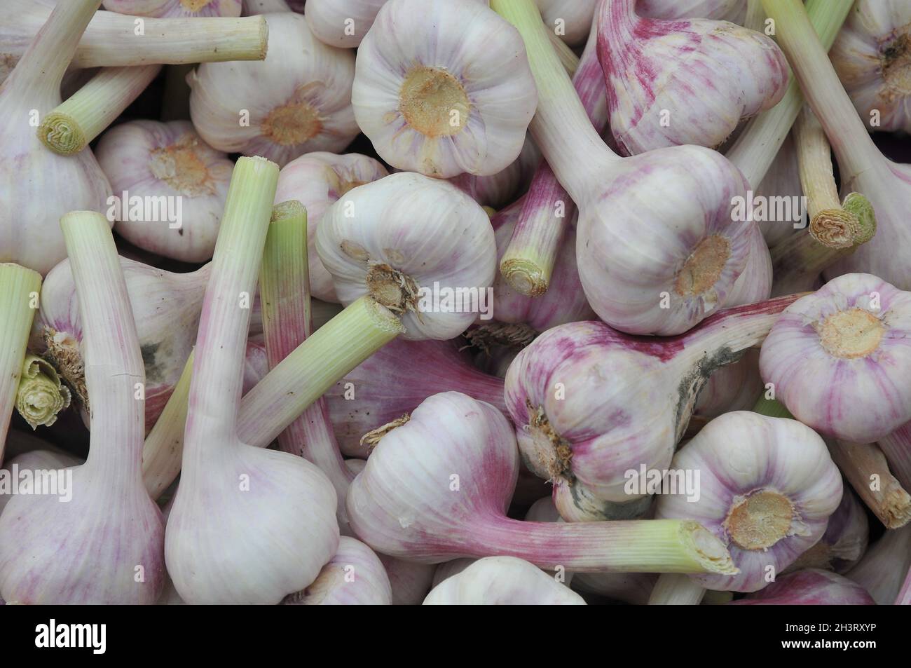 Kopenhagen, Dänemark.,20. Oktober 2021, /Gemüse- und Obstkunden bei Obst und Gemüse in Torvhallerne in der dänischen Hauptstadt.(Foto..Francis Joseph Dean/Dean Pictions) Stockfoto