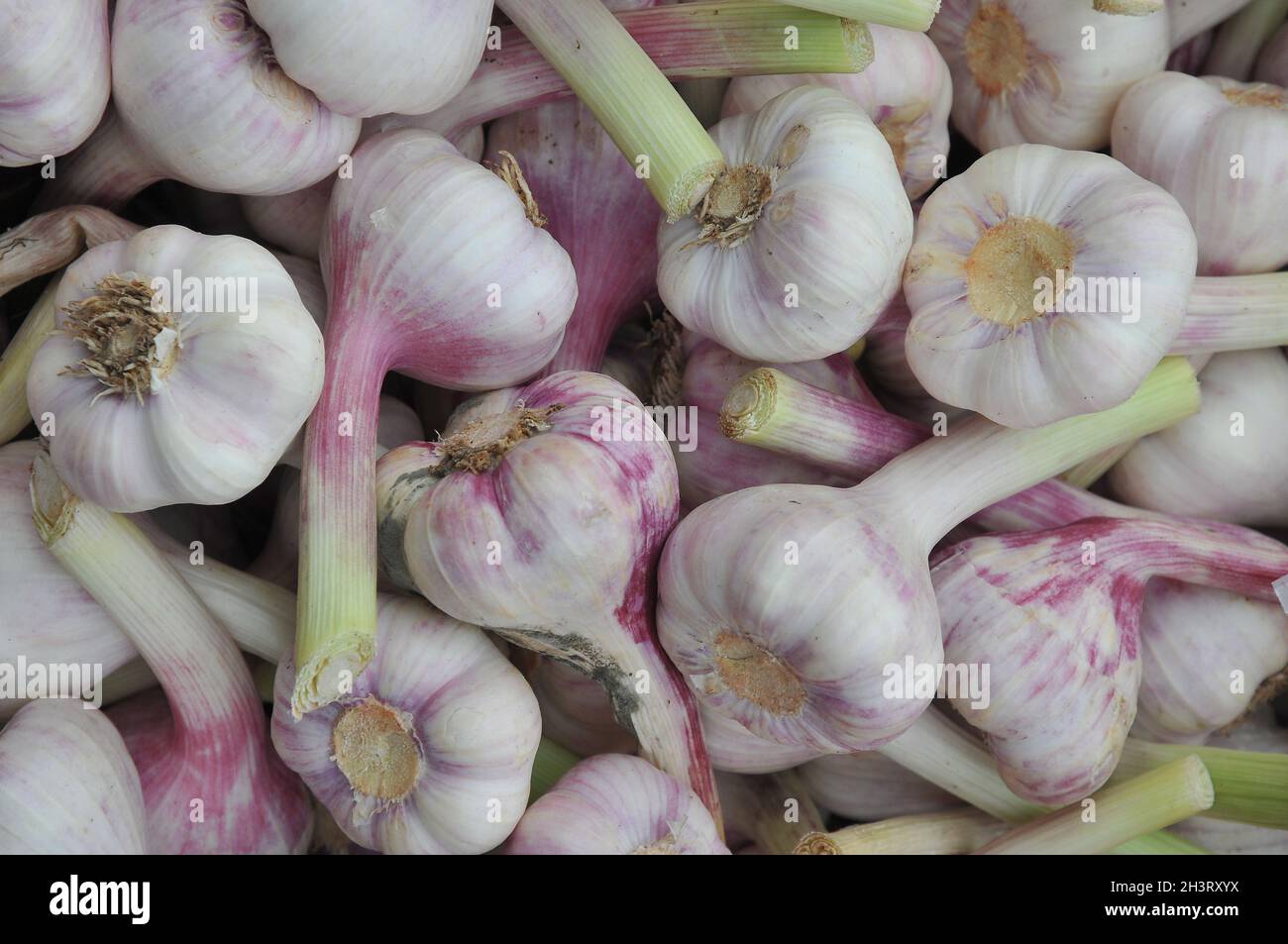 Kopenhagen, Dänemark.,20. Oktober 2021, /Gemüse- und Obstkunden bei Obst und Gemüse in Torvhallerne in der dänischen Hauptstadt.(Foto..Francis Joseph Dean/Dean Pictions) Stockfoto