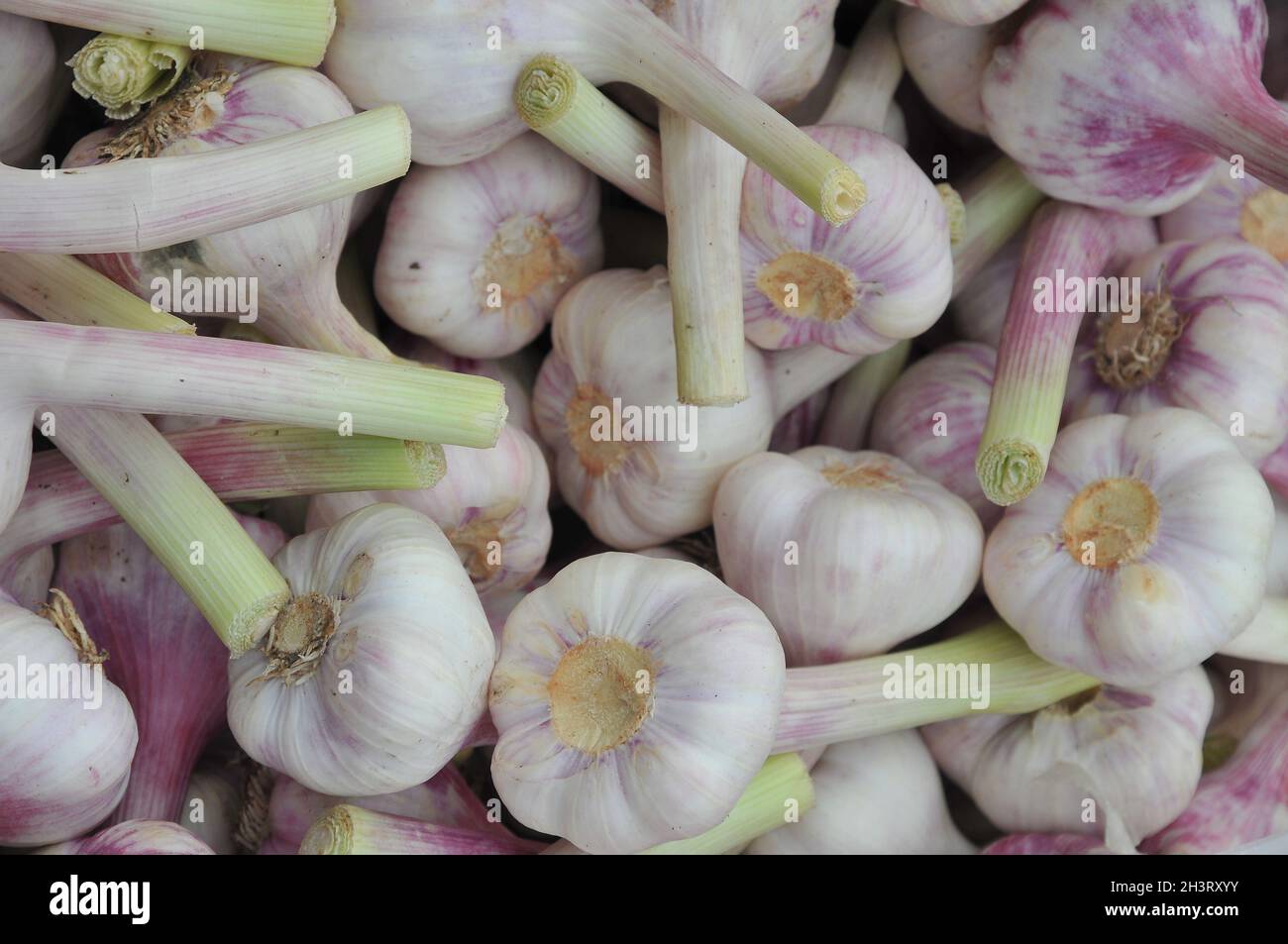 Kopenhagen, Dänemark.,20. Oktober 2021, /Gemüse- und Obstkunden bei Obst und Gemüse in Torvhallerne in der dänischen Hauptstadt.(Foto..Francis Joseph Dean/Dean Pictions) Stockfoto