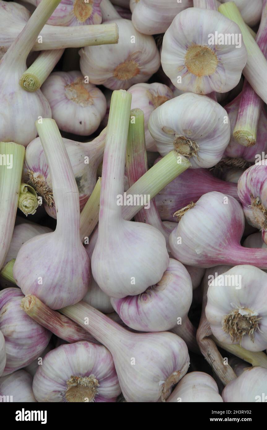 Kopenhagen, Dänemark.,20. Oktober 2021, /Gemüse- und Obstkunden bei Obst und Gemüse in Torvhallerne in der dänischen Hauptstadt.(Foto..Francis Joseph Dean/Dean Pictions) Stockfoto