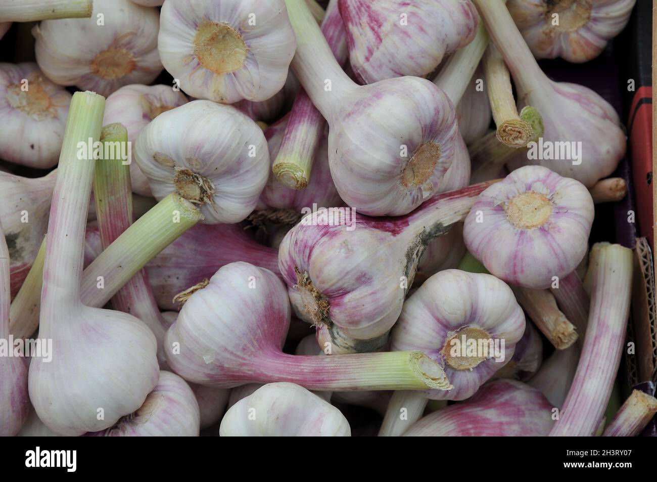 Kopenhagen, Dänemark.,20. Oktober 2021, /Gemüse- und Obstkunden bei Obst und Gemüse in Torvhallerne in der dänischen Hauptstadt.(Foto..Francis Joseph Dean/Dean Pictions) Stockfoto