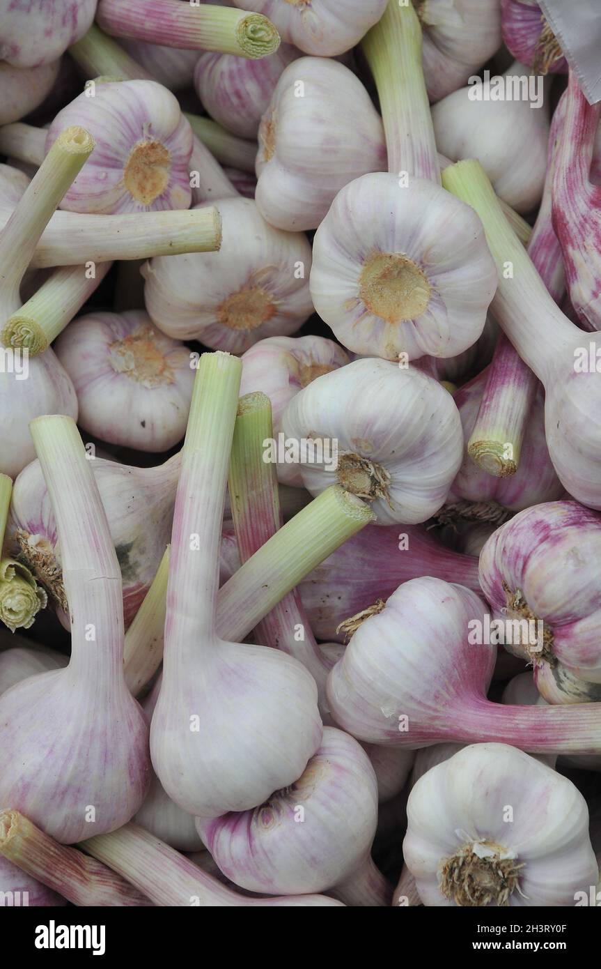 Kopenhagen, Dänemark.,20. Oktober 2021, /Gemüse- und Obstkunden bei Obst und Gemüse in Torvhallerne in der dänischen Hauptstadt.(Foto..Francis Joseph Dean/Dean Pictions) Stockfoto