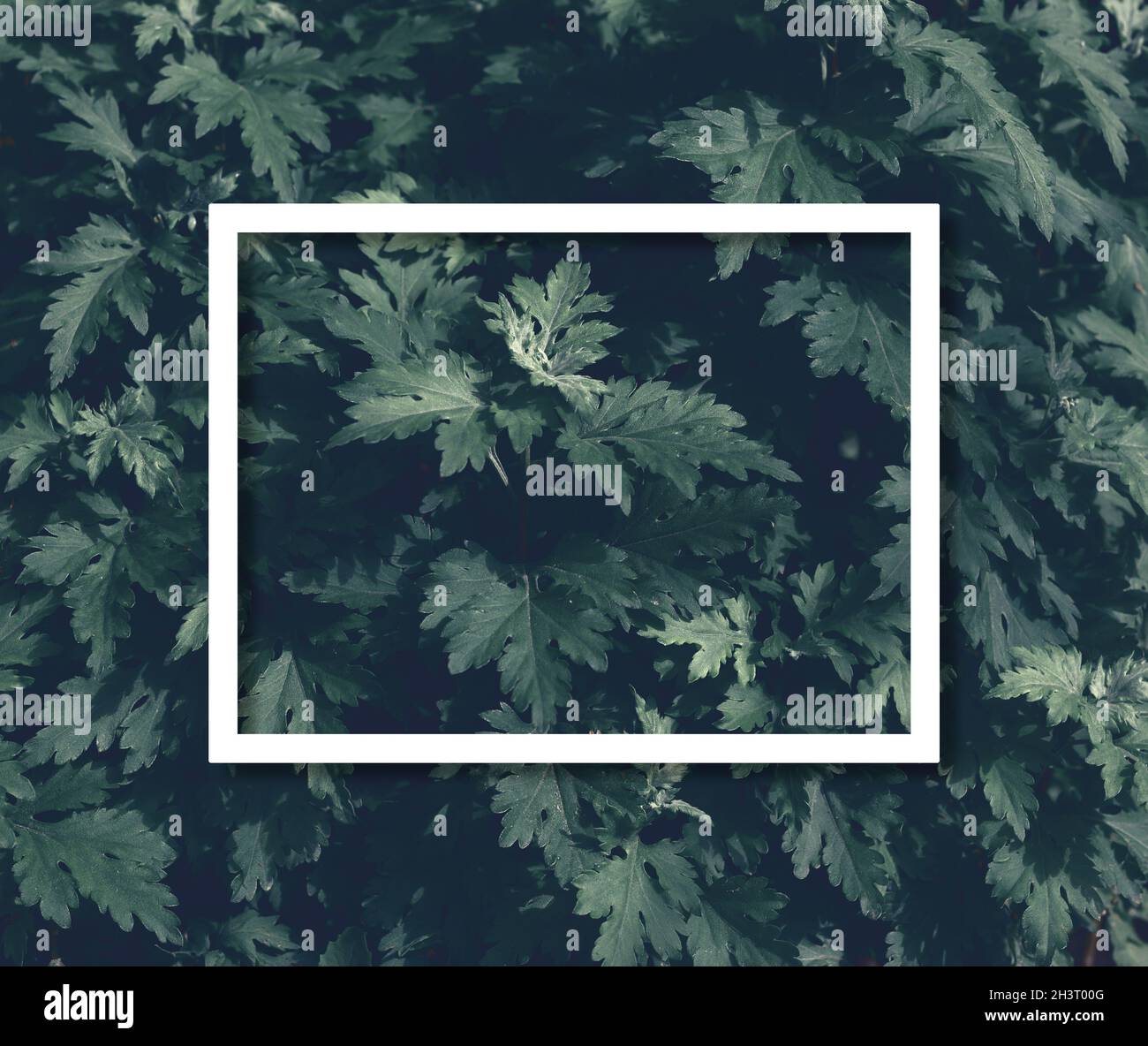 Bush mit grünen Blättern und weißem Rahmen. Platz für die Beschriftung Stockfoto