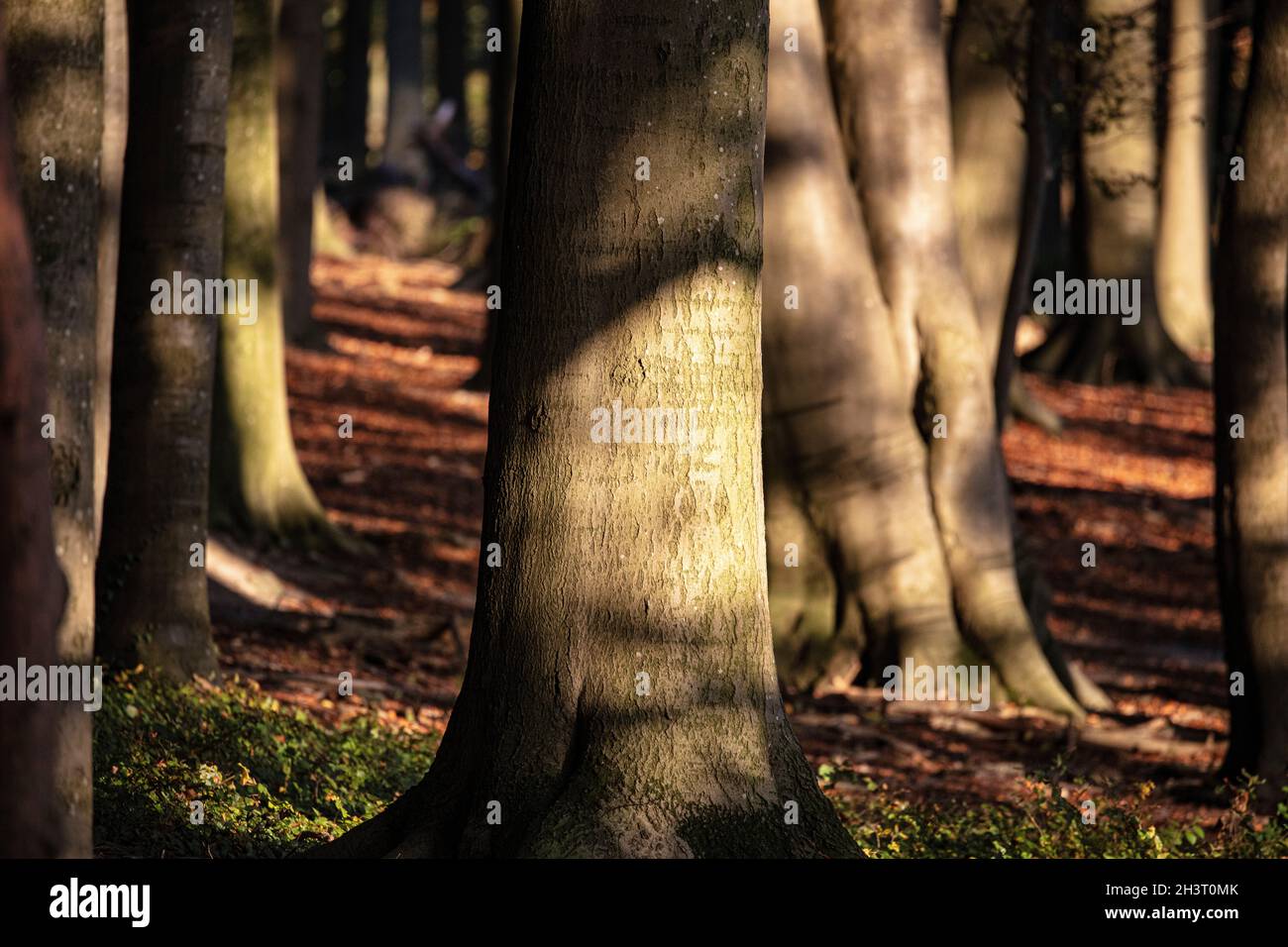 Nottuln, Deutschland. 29. Okt, 2021. firo: 29. Oktober 2021 Wetter, Herbst, Saison, golden October BV§ume, Buchen, Buchenwald Kredit: dpa/Alamy Live Nachrichten Stockfoto