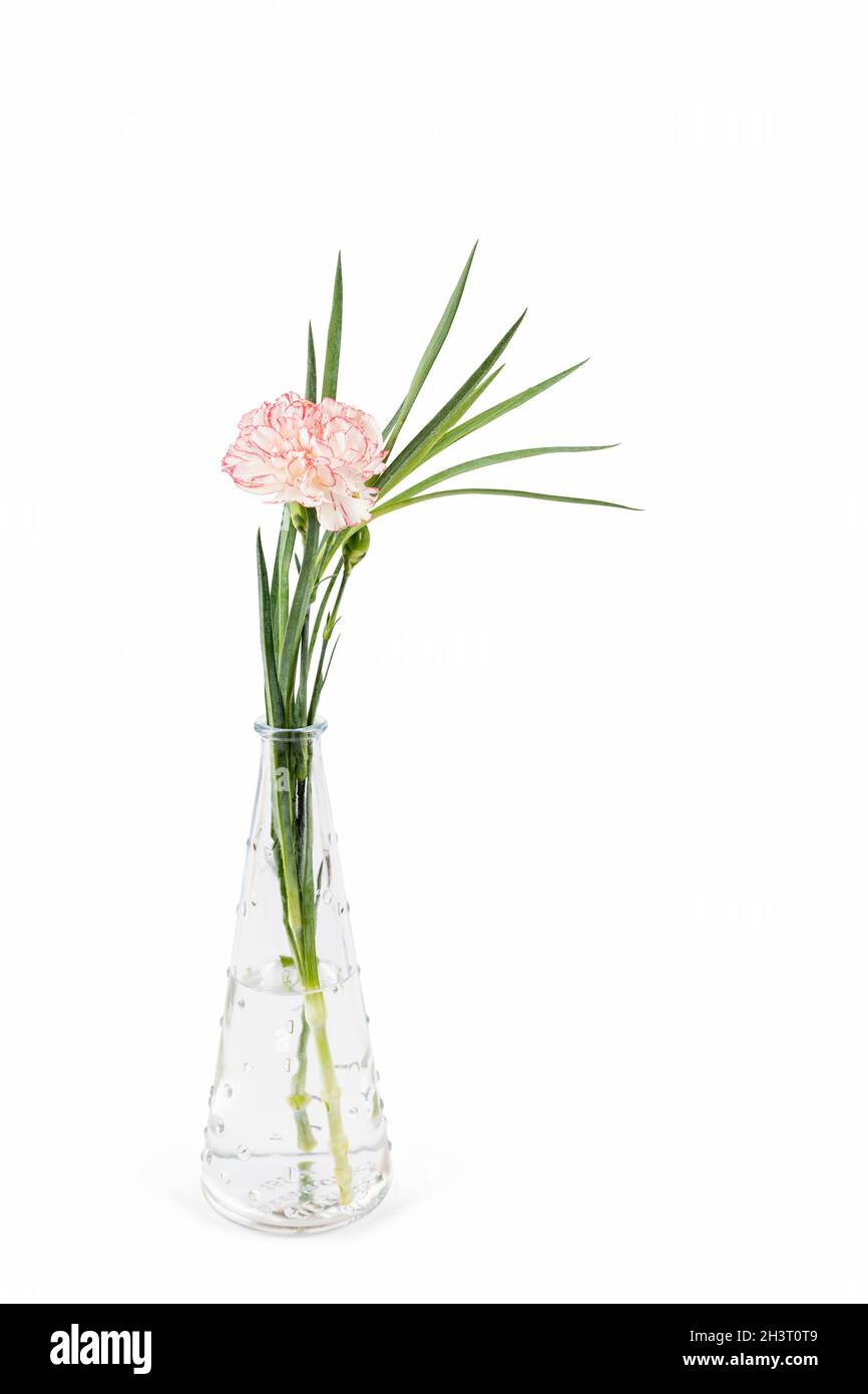 Einzelne Nelke und Blätter in kleiner Glasvase isoliert Stockfoto