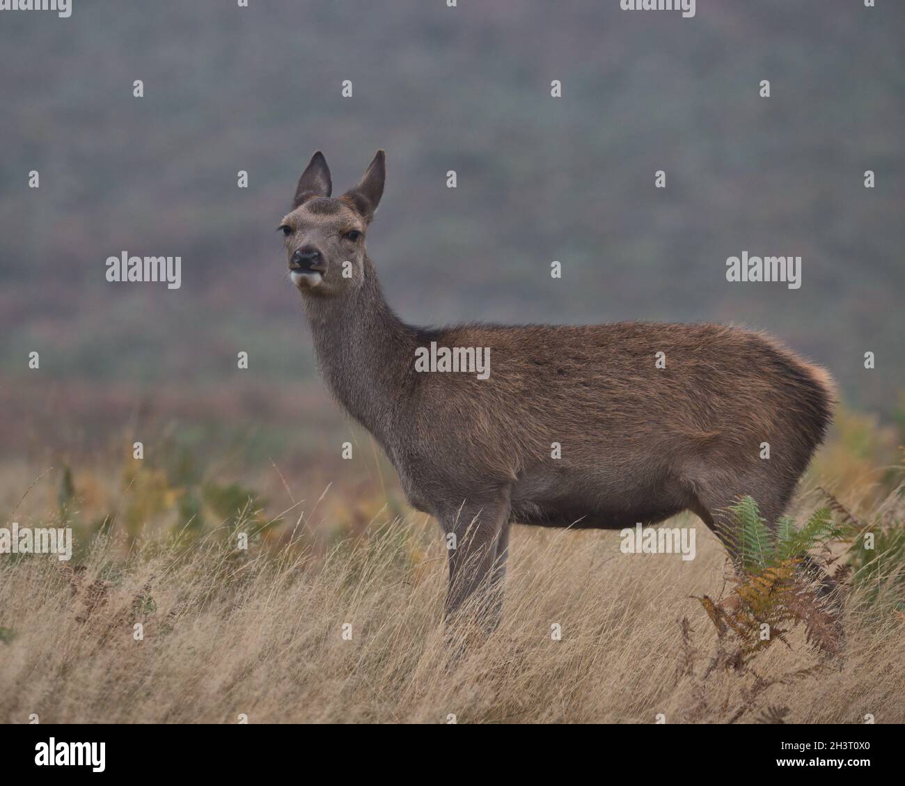 Rothirschkalb im langen Gras. Stockfoto