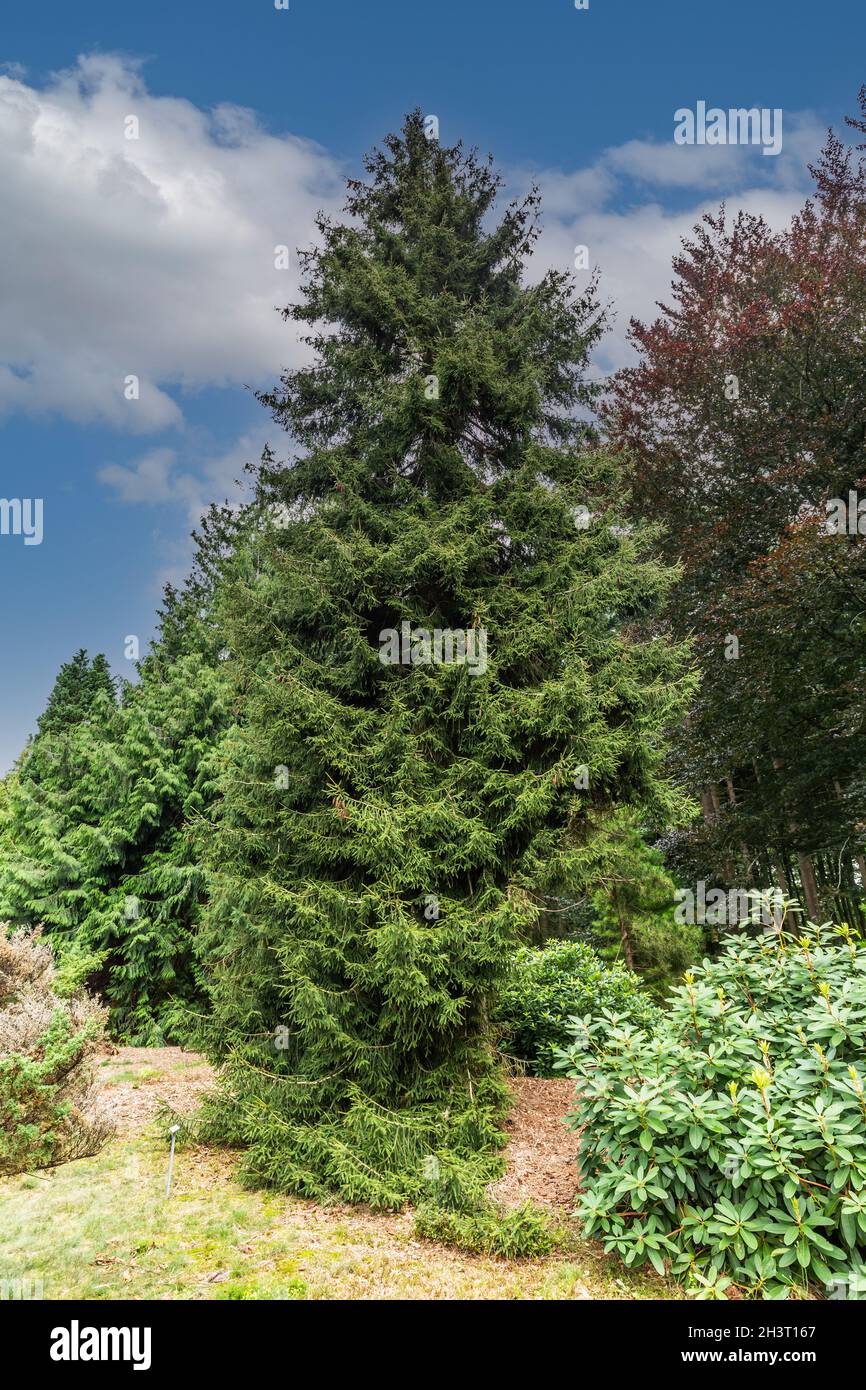 Die kaukasische Fichte oder orientalische Fichte, Picea orientalis Aureospicata, ist eine im Kaukasus heimische Fichte und gehört zur Familie der Pinaceae Stockfoto