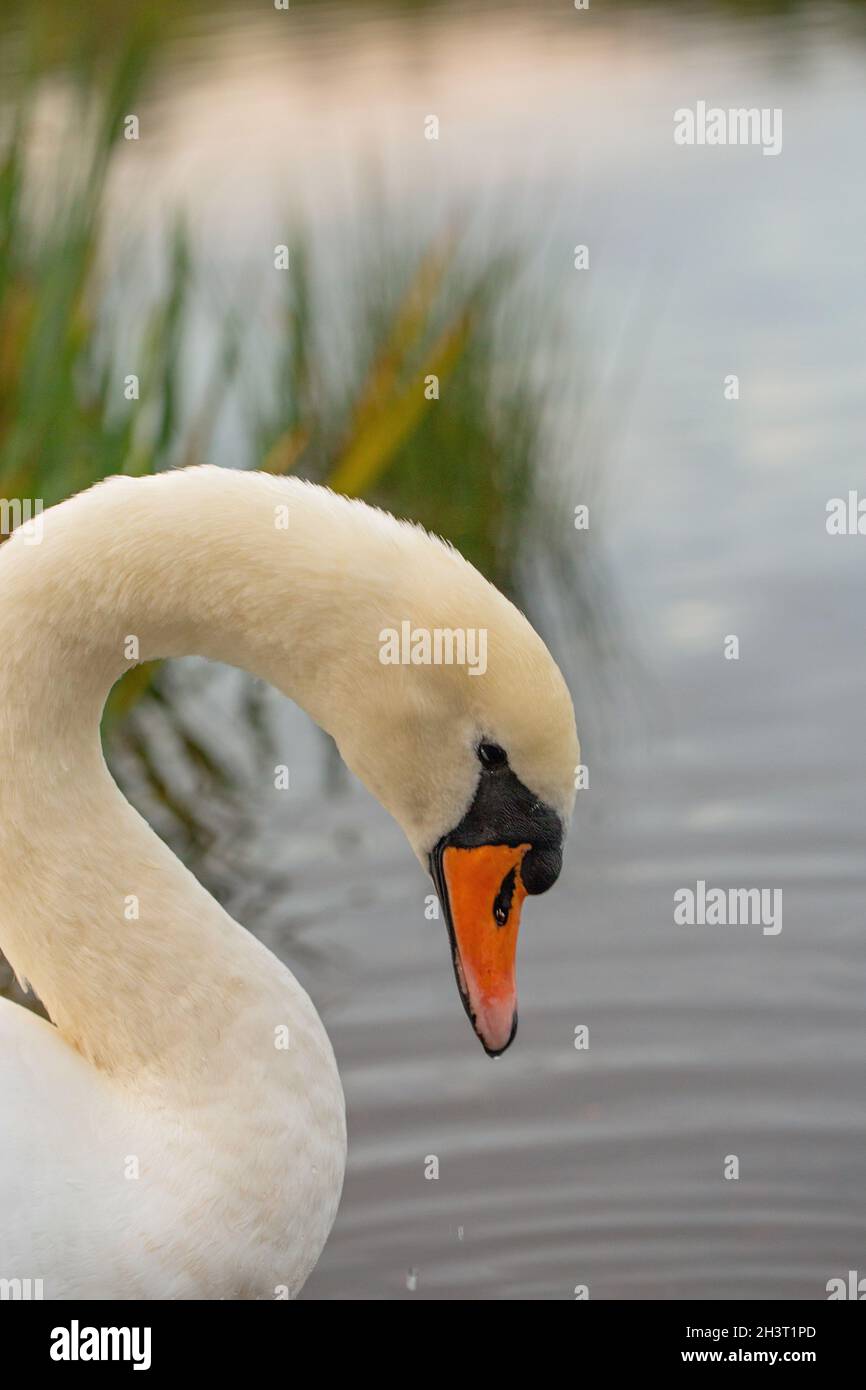 Bill anatomie -Fotos und -Bildmaterial in hoher Auflösung – Alamy