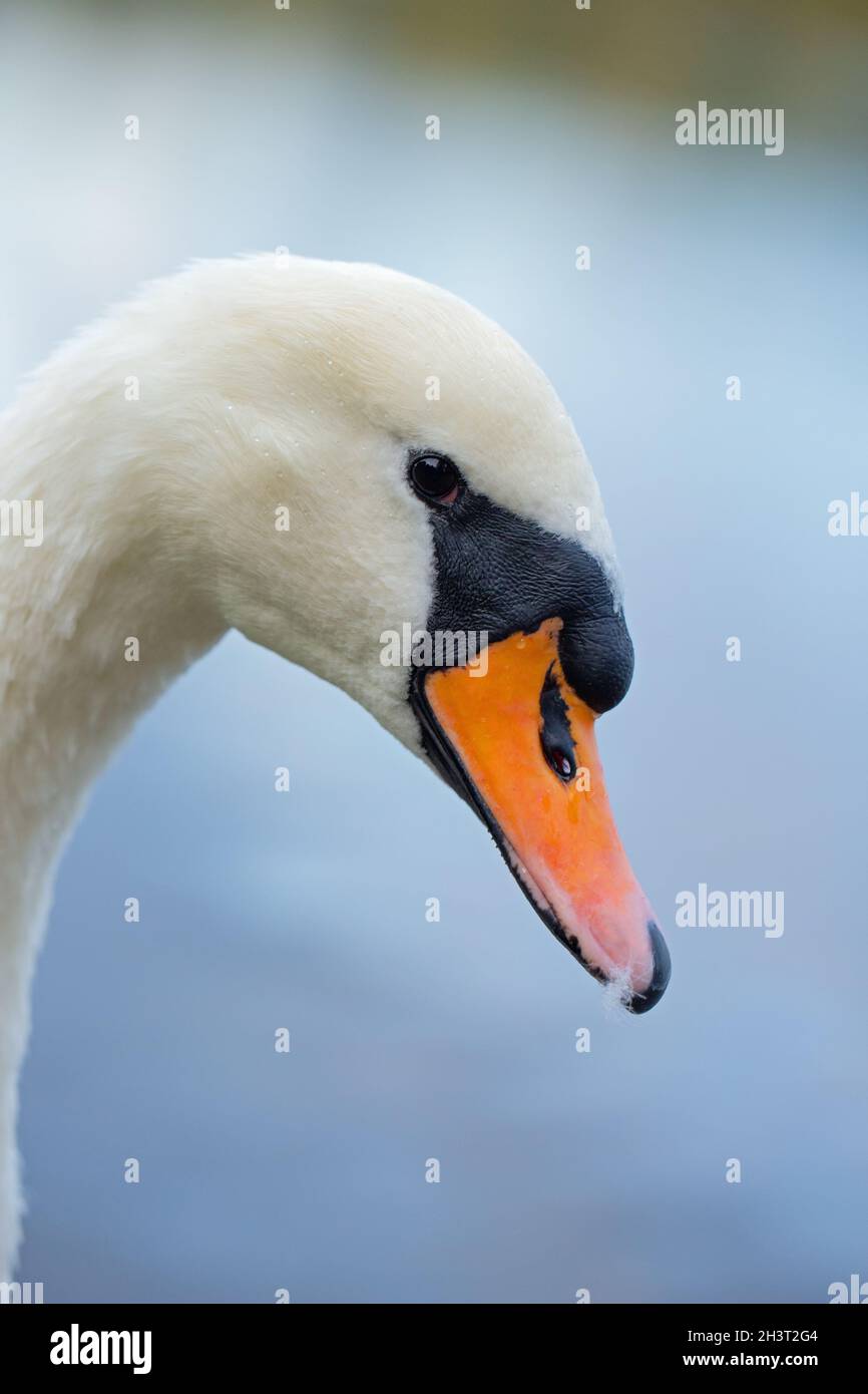 Bill anatomie -Fotos und -Bildmaterial in hoher Auflösung – Alamy