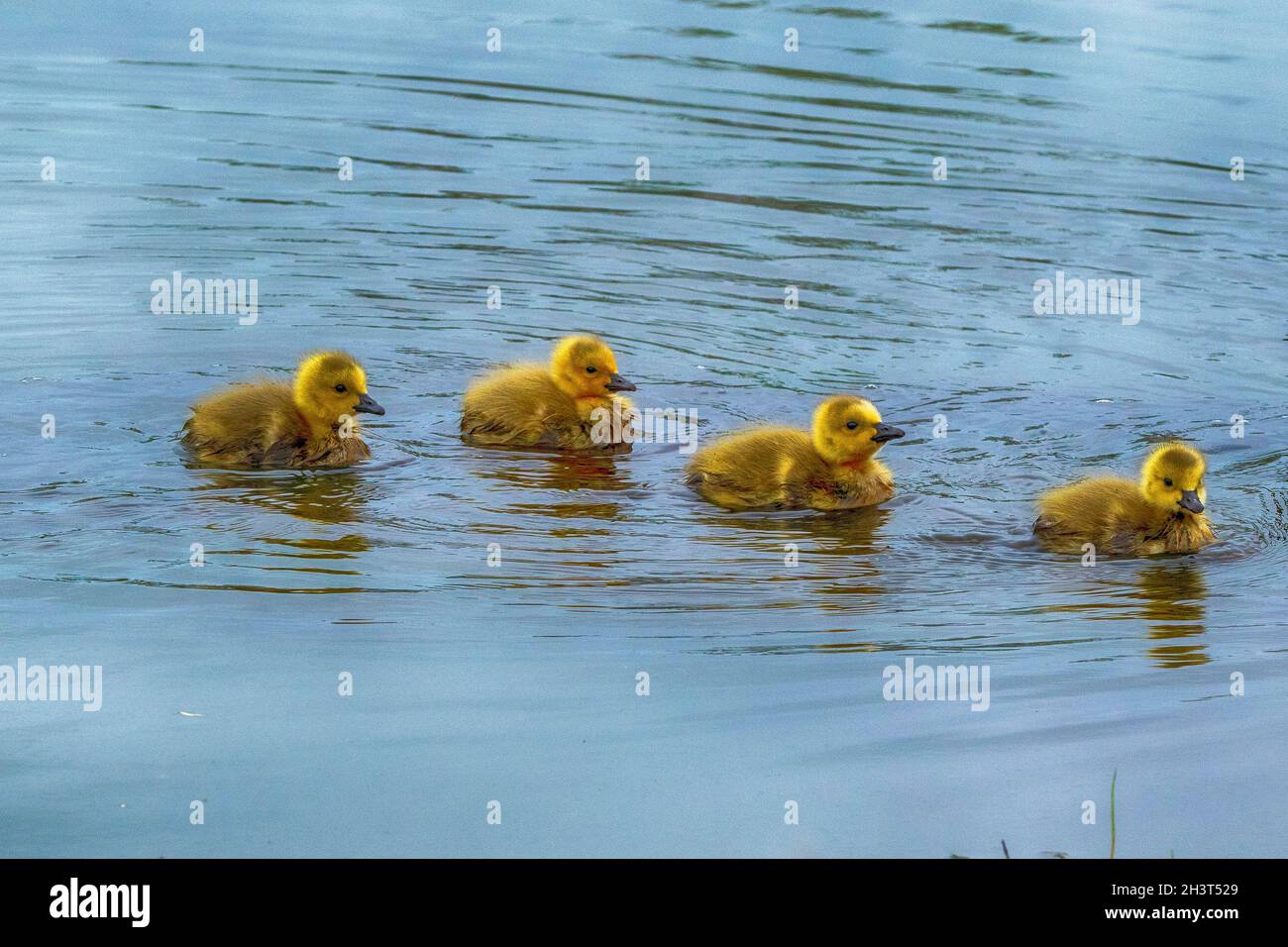 Kanada Gänseküken im Presque Isle State Park Stockfoto