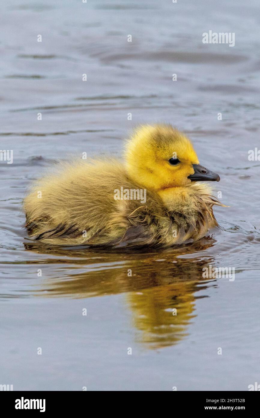 Kanada Gänseküken im Presque Isle State Park Stockfoto