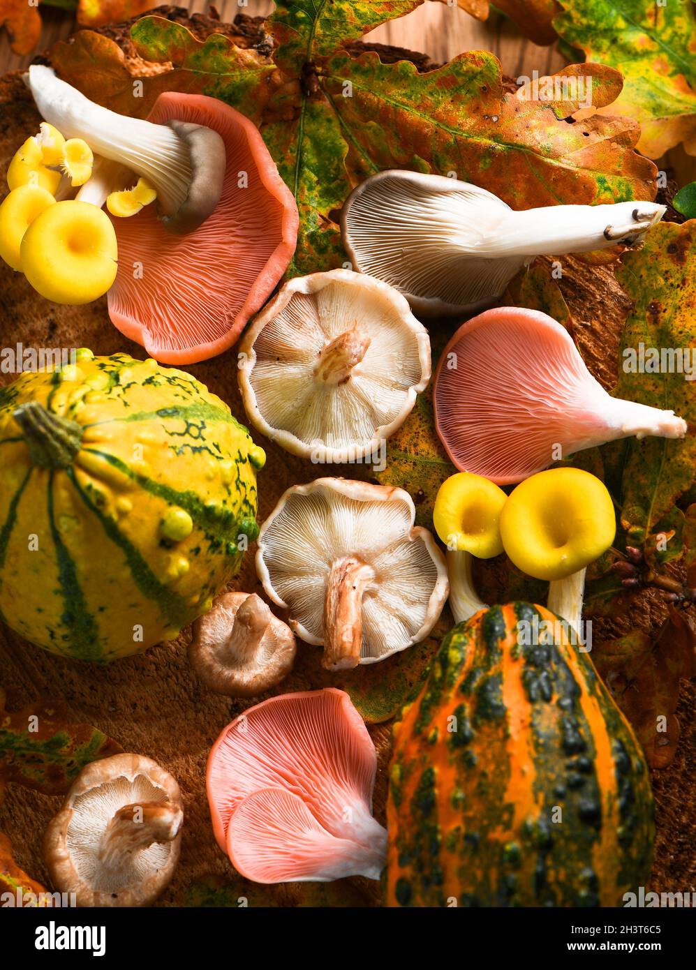 Herbstliche Auswahl an bunten Pilzen und Früchten, die von oben in einem Waldgebiet mit Herbstblättern und Holz geschossen wurden. Stockfoto