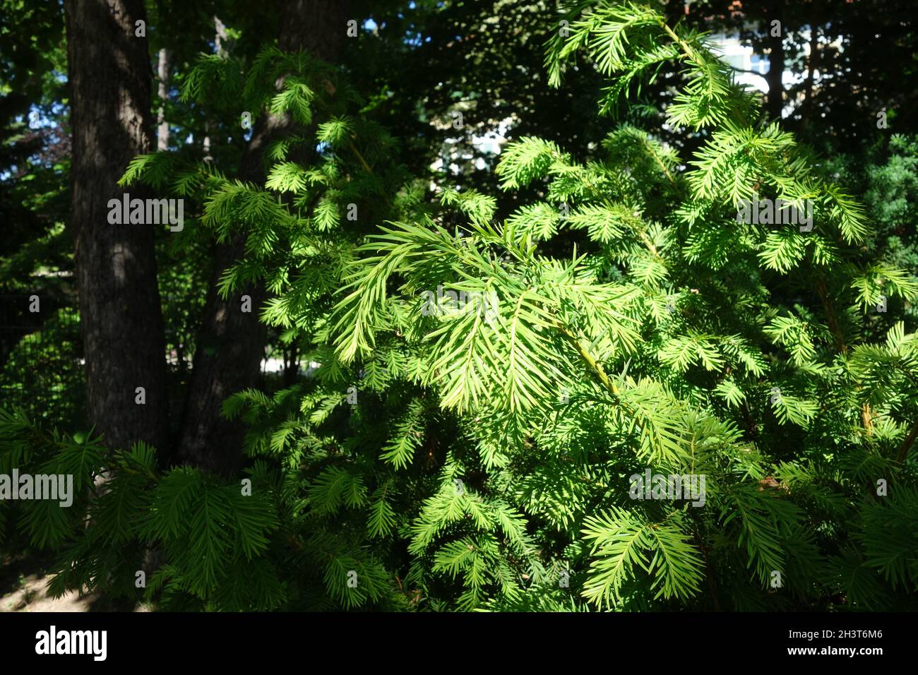 Junge eibe -Fotos und -Bildmaterial in hoher Auflsung  Alamy