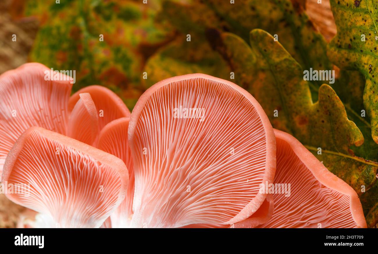 Rosa Austernpilze, die von oben auf einem herbstlichen Waldhintergrund mit Eichenblättern und Baumholz mit einer harten Penlight-Quelle aufgenommen wurden, die Details heraussticht. Stockfoto