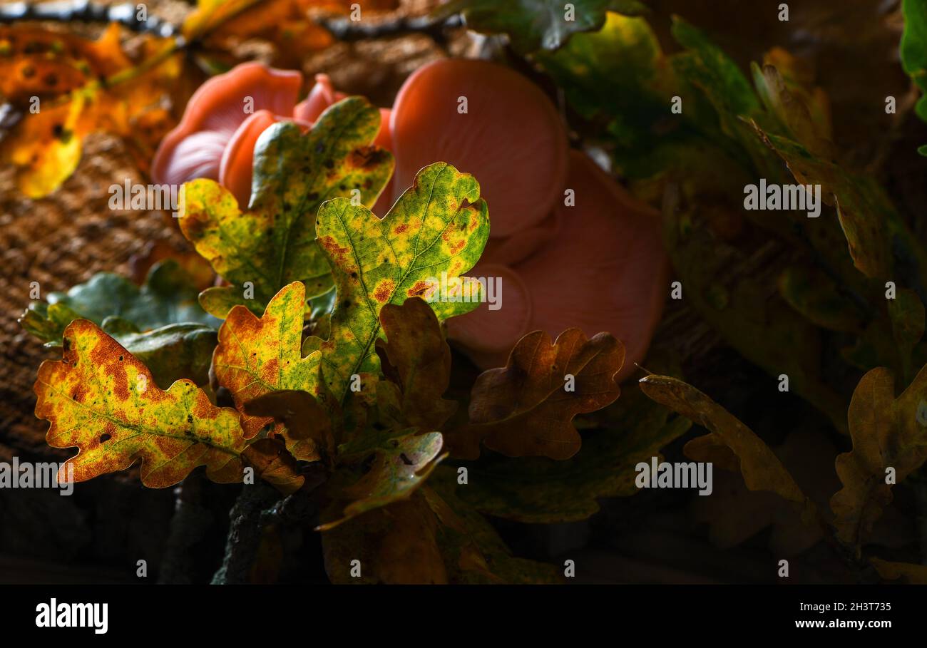 Rosa Austernpilze, die von oben auf einem herbstlichen Waldhintergrund mit Eichenblättern und Baumholz mit einer harten Penlight-Quelle aufgenommen wurden, die Details heraussticht. Stockfoto