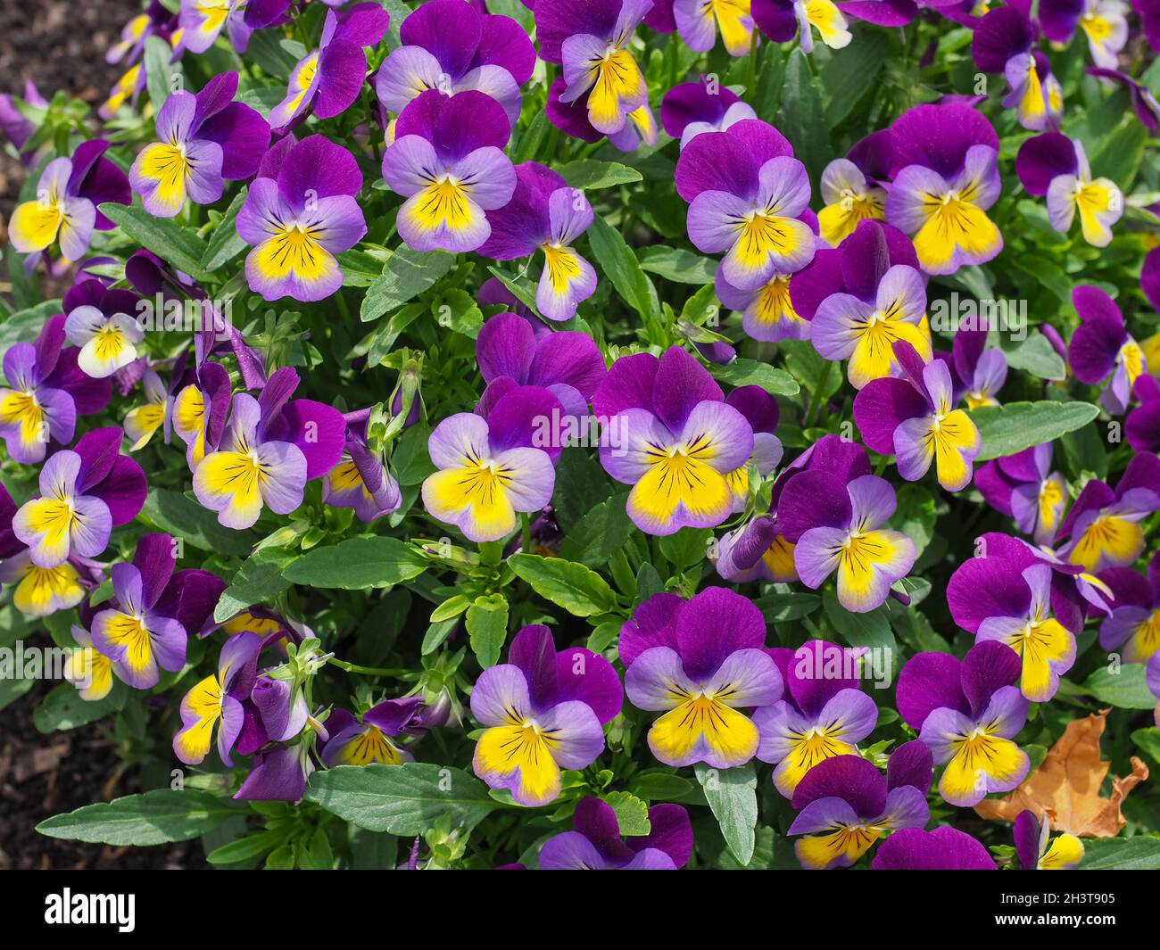 Frische Viola tricolor Blumenbeet oder kleine Heartsease Pflanze. Violett und violett mit gelber Mitte Johnny Jump Up Blume. Florales Strukturmuster auf der Oberfläche Stockfoto