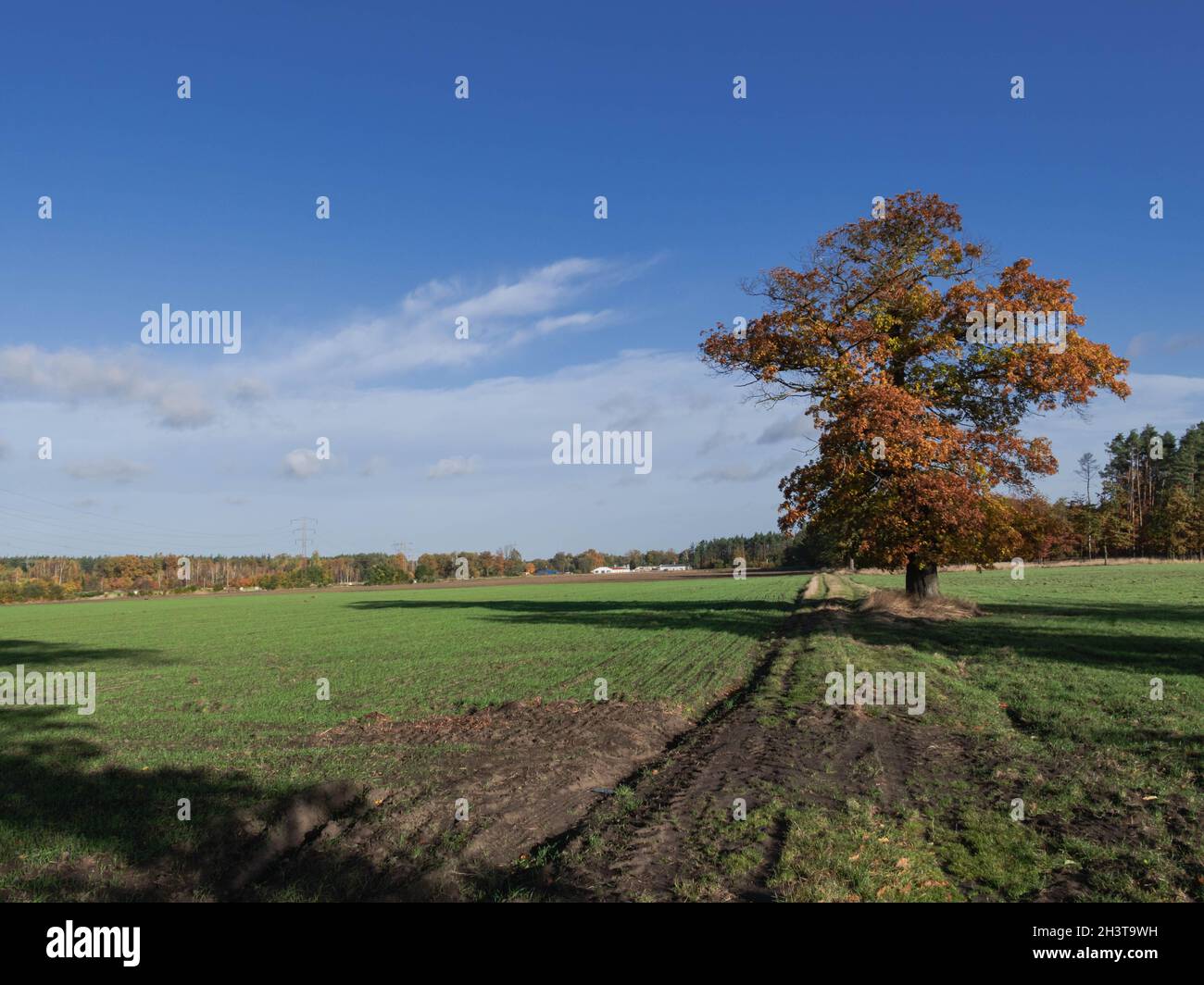 Eine weite Ebene, Felder und Wiesen. Neben der Schotterstraße wächst eine große, einsame Eiche. Es ist Herbst, die Blätter auf dem Baum sind trocken und braun in der Farbe. Stockfoto