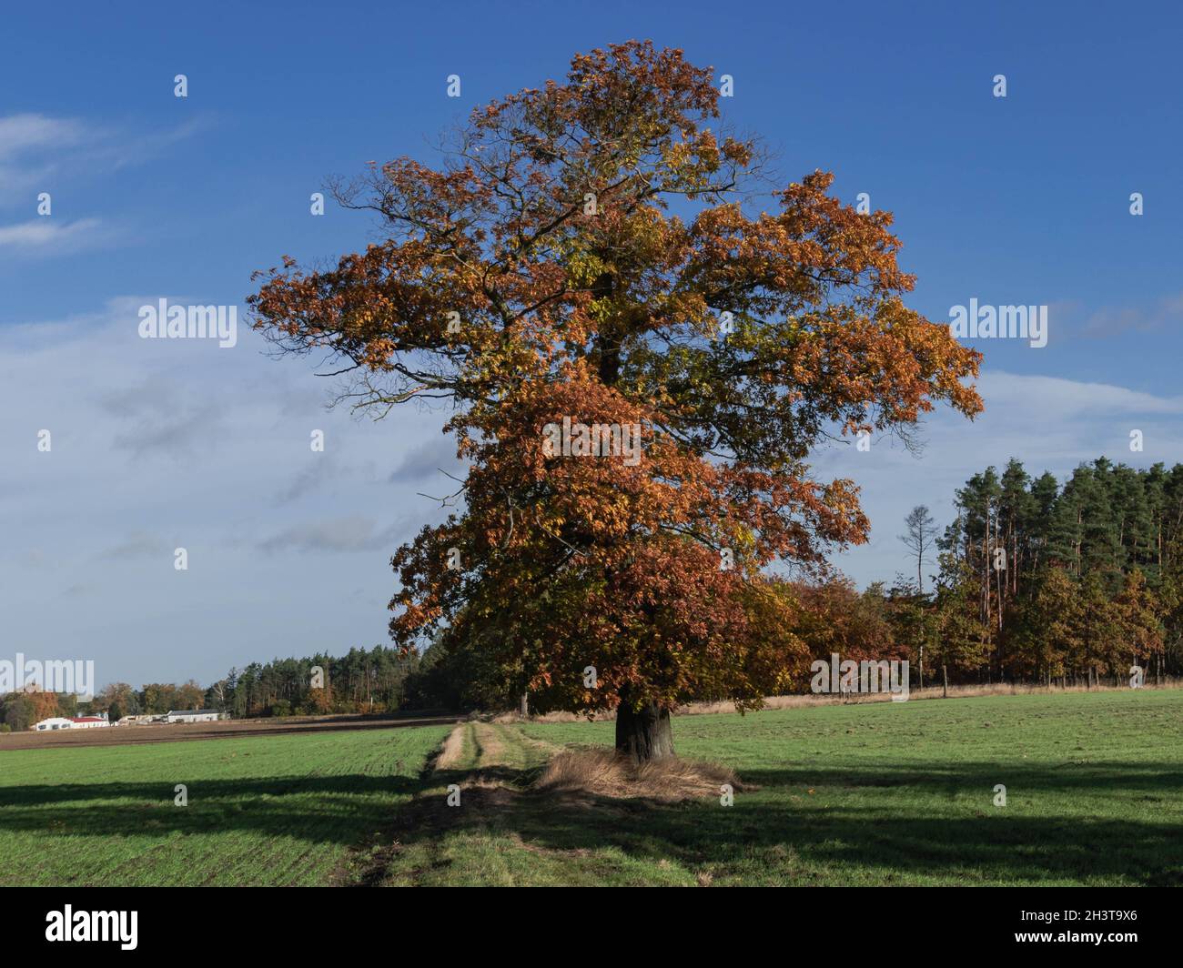 Eine weite Ebene, Felder und Wiesen. Neben der Schotterstraße wächst eine große, einsame Eiche. Es ist Herbst, die Blätter auf dem Baum sind trocken und braun in der Farbe. Stockfoto