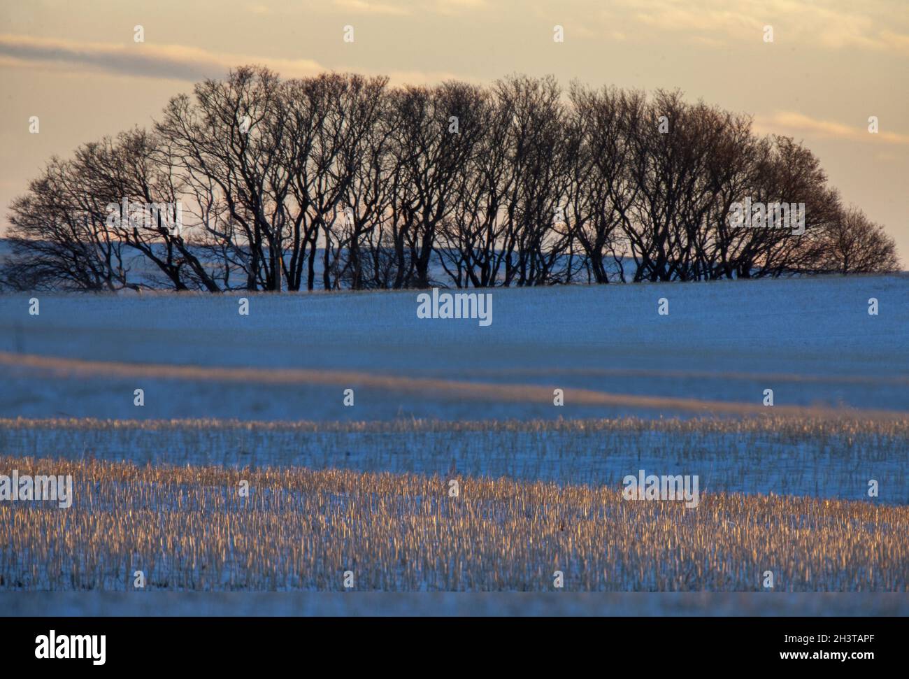 Prairie Winterszene Stockfoto