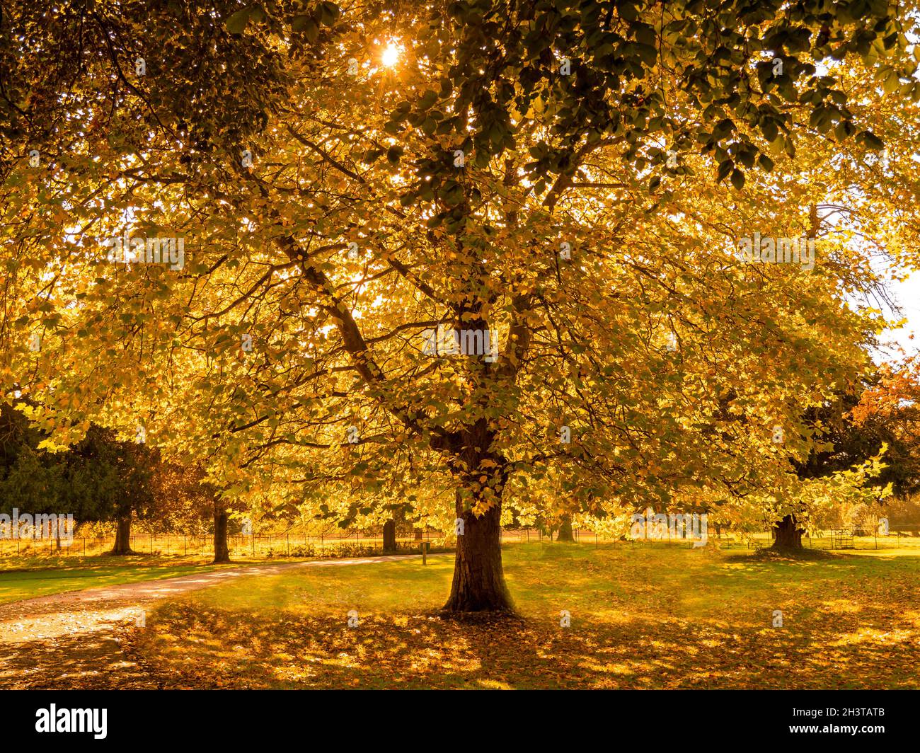 Herbstlicht, das durch einen Platanenbaum in einem Park leuchtet Stockfoto