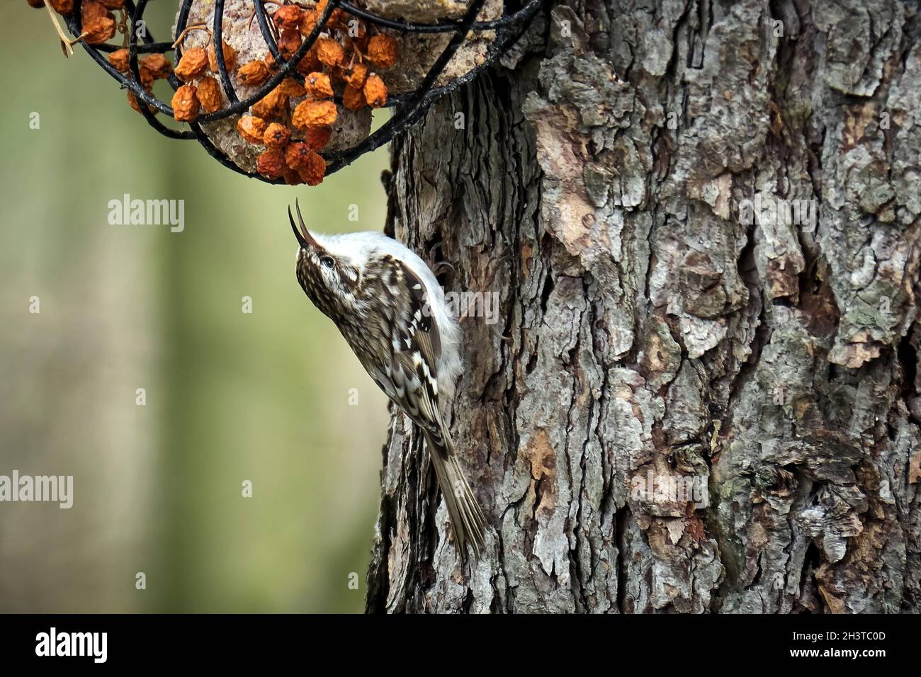 Waldbaumläufer (Certhia Familiaris). Stockfoto