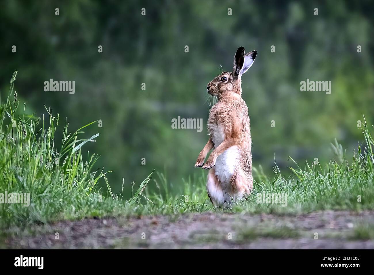 Feldhase (Lepus Europaeus). Stockfoto