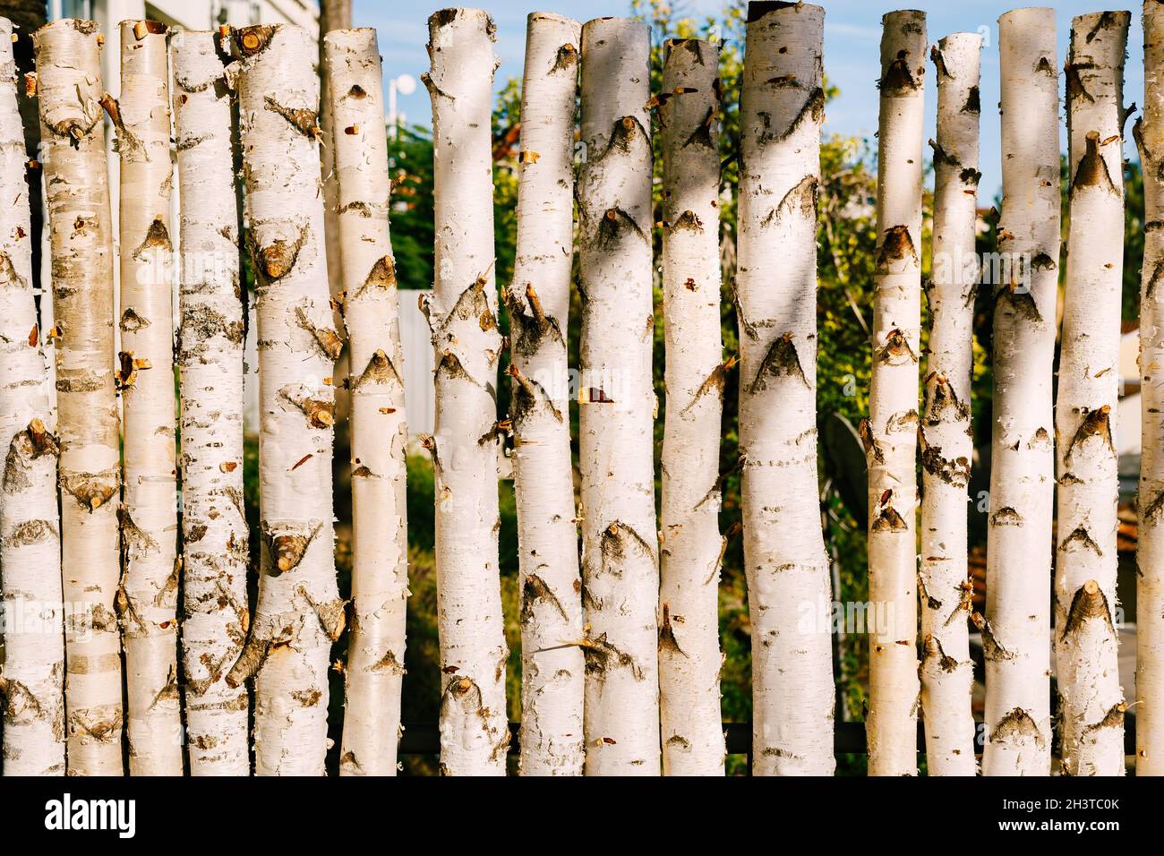 Baumstamm aus Birkenstämmen in einer Reihe. Eine Palisade aus weißen Holzstämmen. Stockfoto