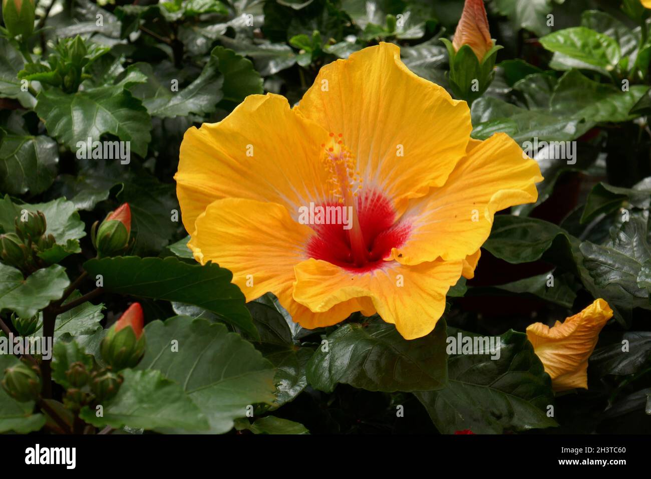 Hibiscus moscheutos gelb Fotos und Bildmaterial in hoher Auflösung