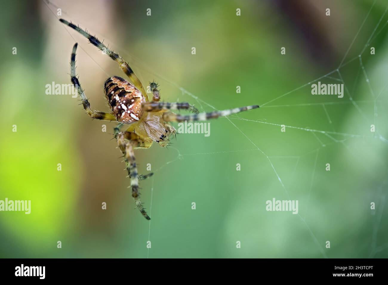 Gartenspinne ( Araneus diadematus ). Stockfoto