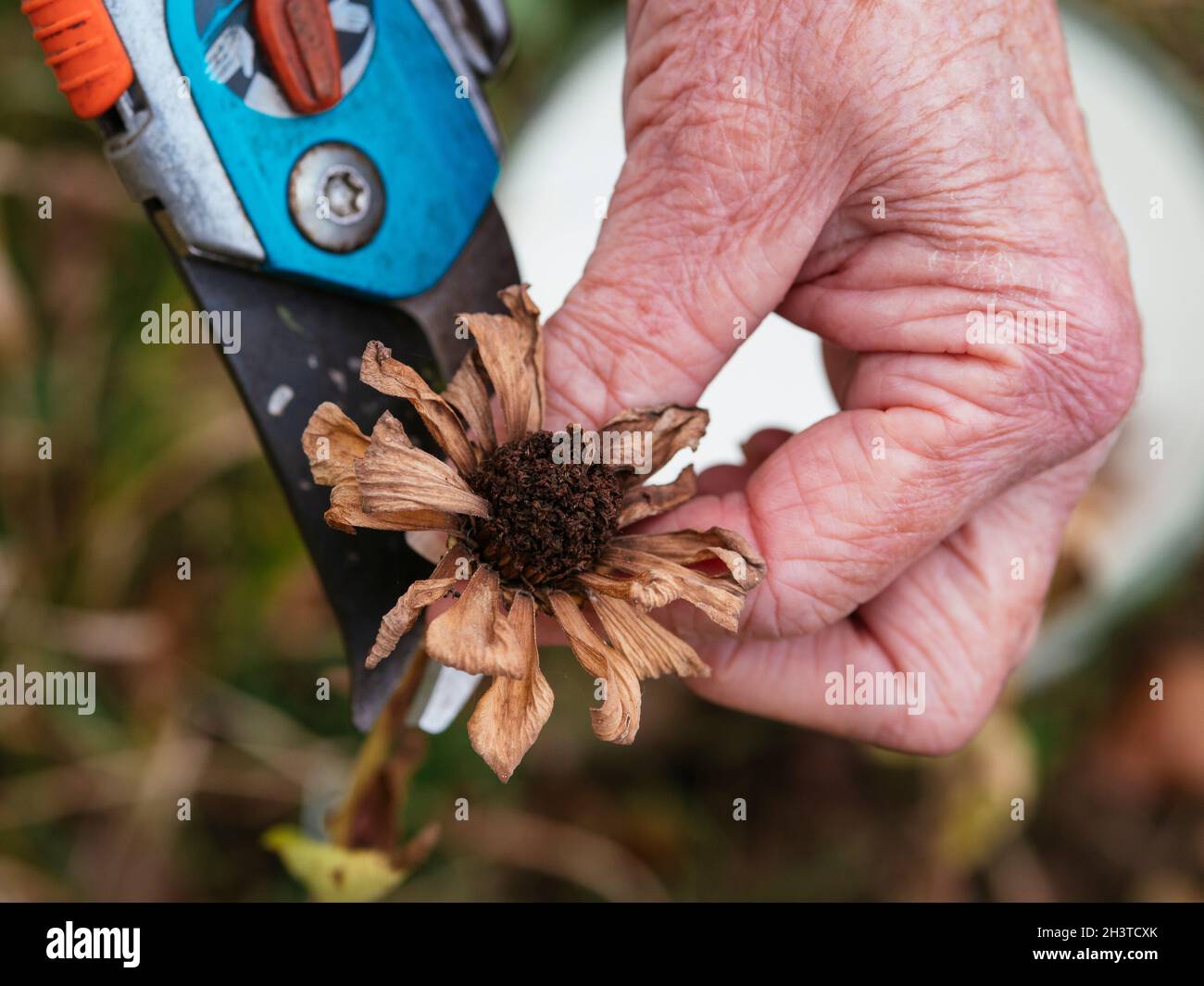 Gärtner sammelt im Herbst Zinnenköpfe. Stockfoto