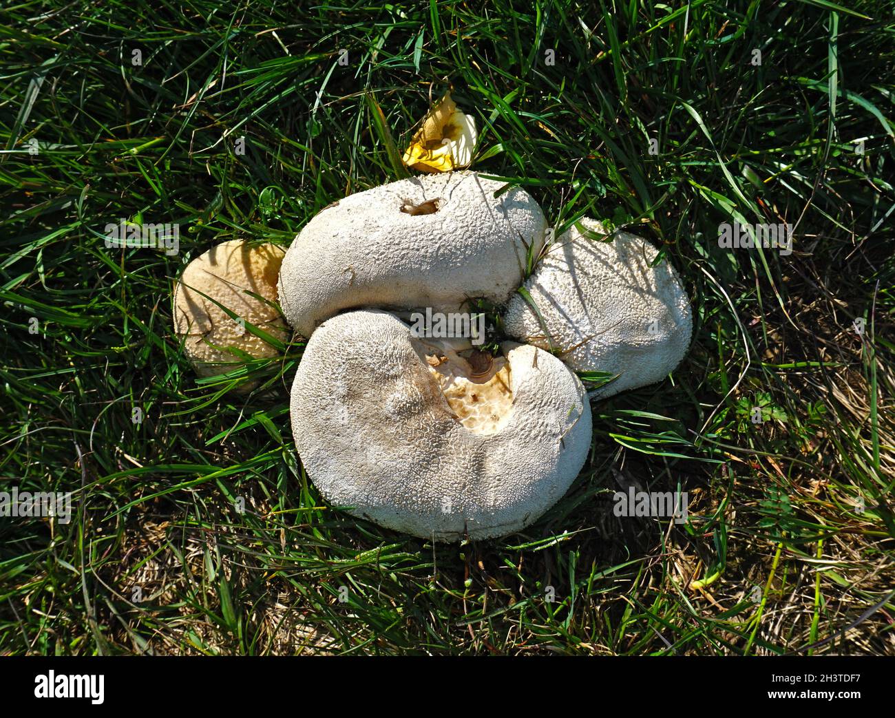 Giant puffball Stockfoto