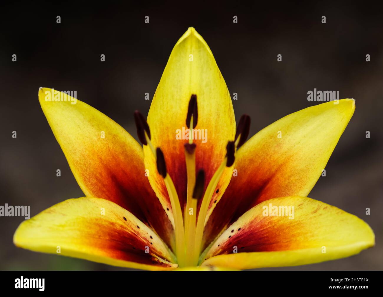 Schöne gelb-rote Lilie auf dunklem Hintergrund Stockfoto