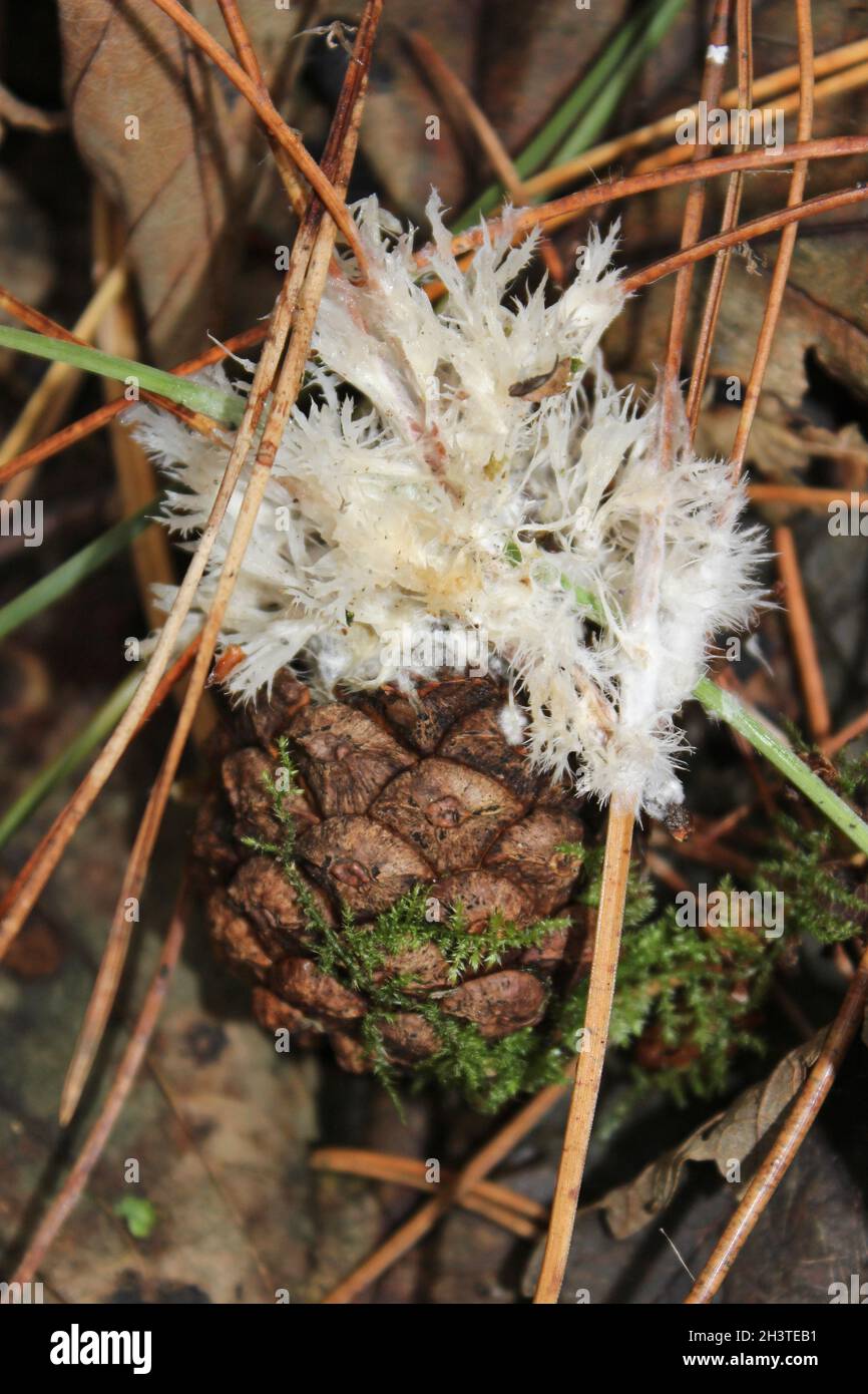 Kiefernkegel mit Seeigel Erdfanpilze - Thelephora penicillata Stockfoto