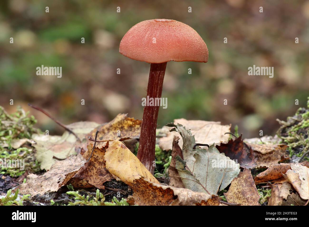 Der Betrüger Laccaria laccata Stockfoto