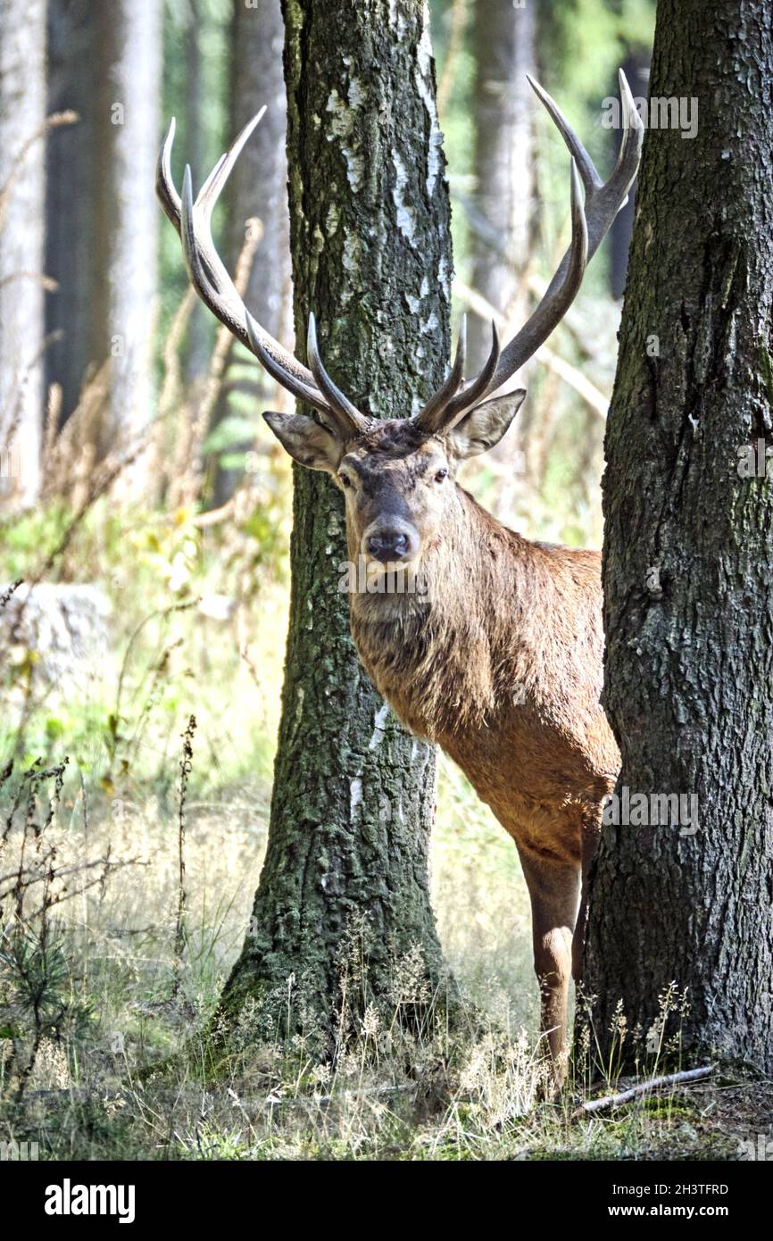 Rothirsch (Cervus Elaphus). Stockfoto