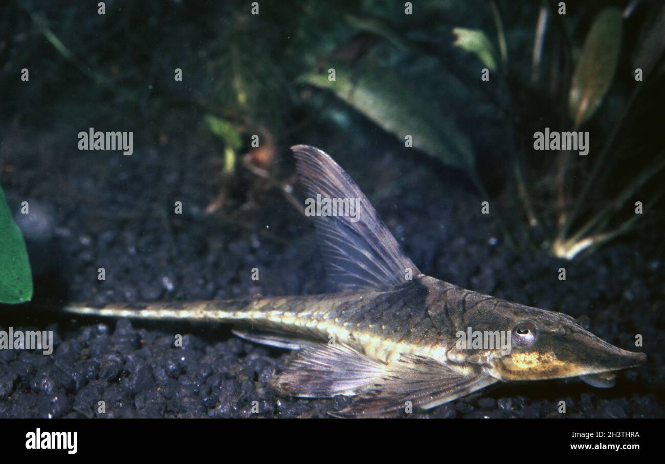 Riesenschwänze oder Goldschwänze, Sturisoma aureum Stockfotografie - Alamy