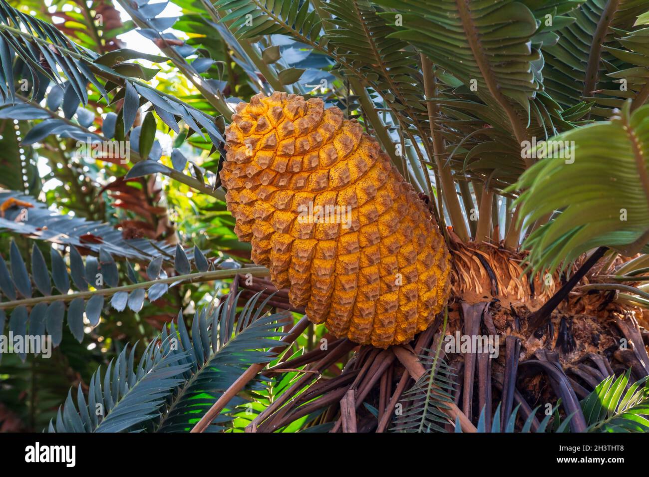 Orangefarbener Kegel eines Modjadji Palm Encepalartos transvenosus, Limpopo, Südafrika Stockfoto