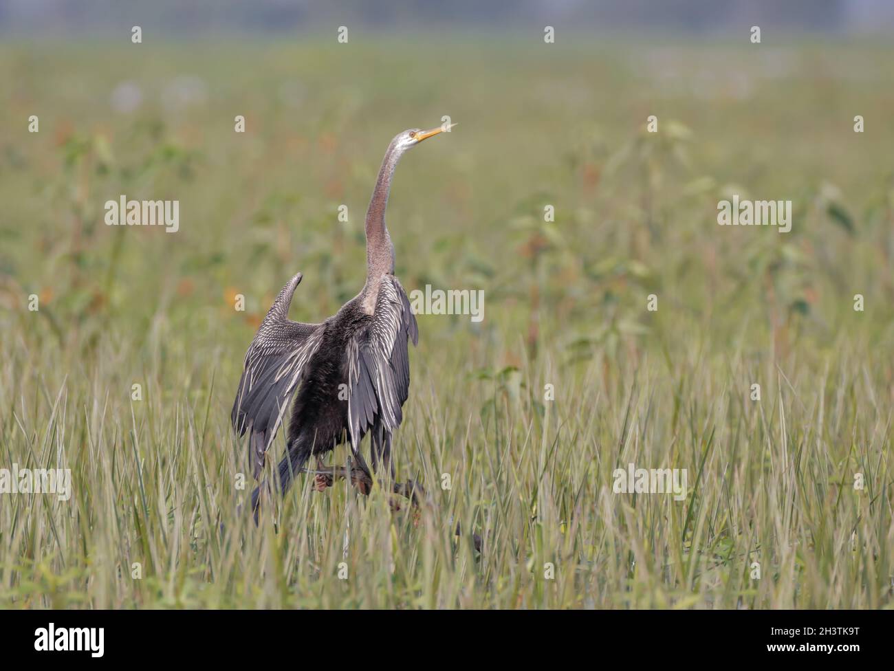 Orientalisch-süßer. Oriental Darter ist ein Wasservögel des tropischen Südasiens und Südostasiens. Stockfoto