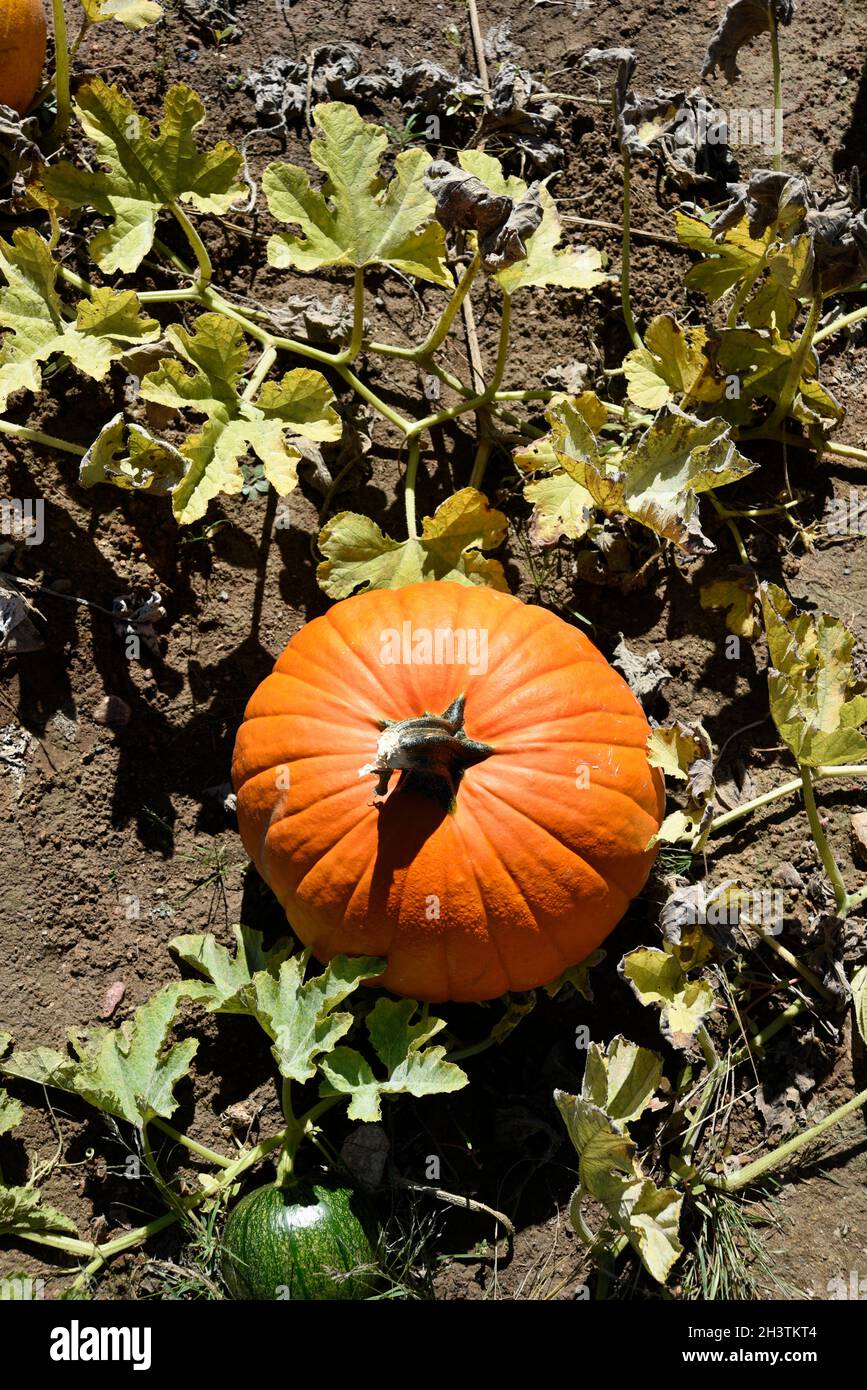 Die Besucher wählen Kürbisse aus einem Kürbisfeld im El Rancho de las Golondrinas Living History Museum und auf der Ranch in der Nähe von Santa Fe, New Mexico. Stockfoto