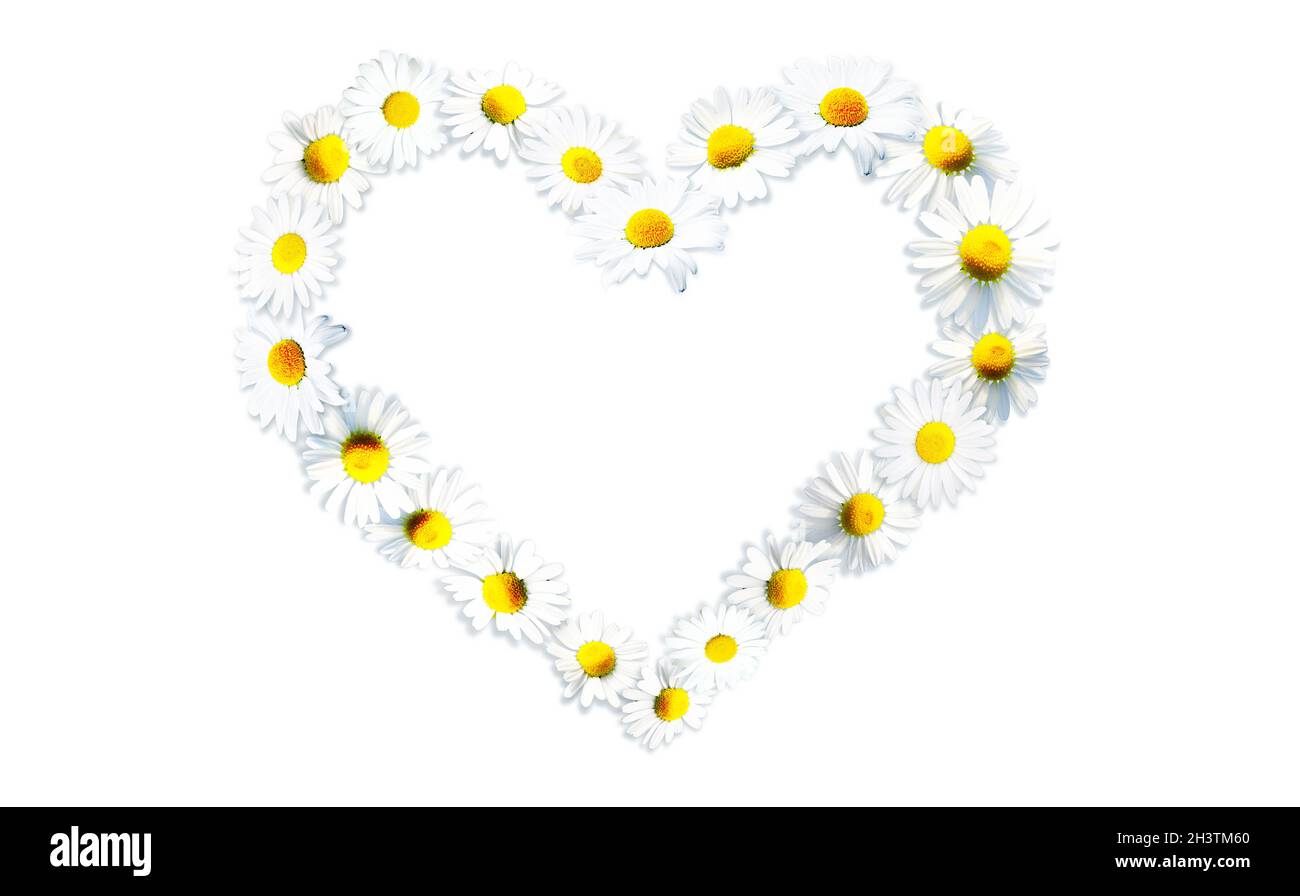 Herzform aus weißen Kamille-Gänseblümchen. Alternative Medizin. Stockfoto