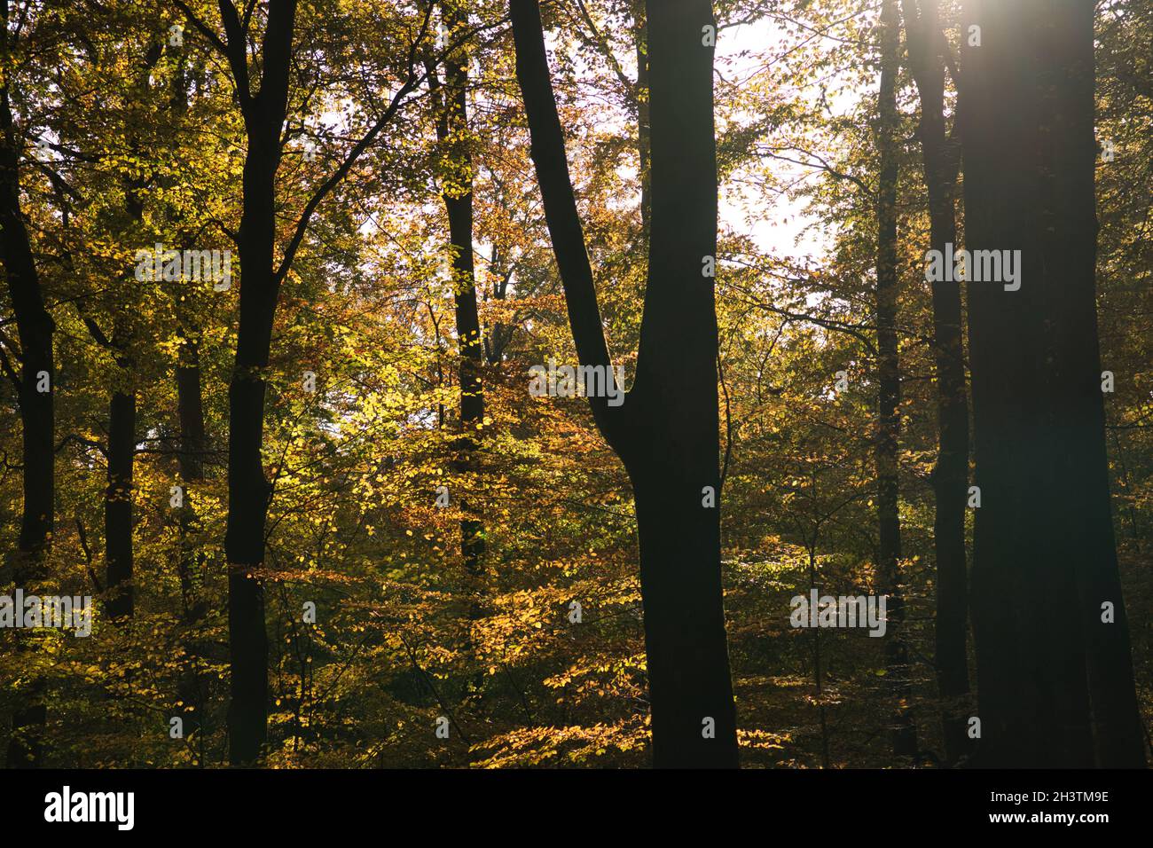 Leichte Stimmung im Herbst in einem Laubwald. Warme Stimmung im Wald Stockfoto